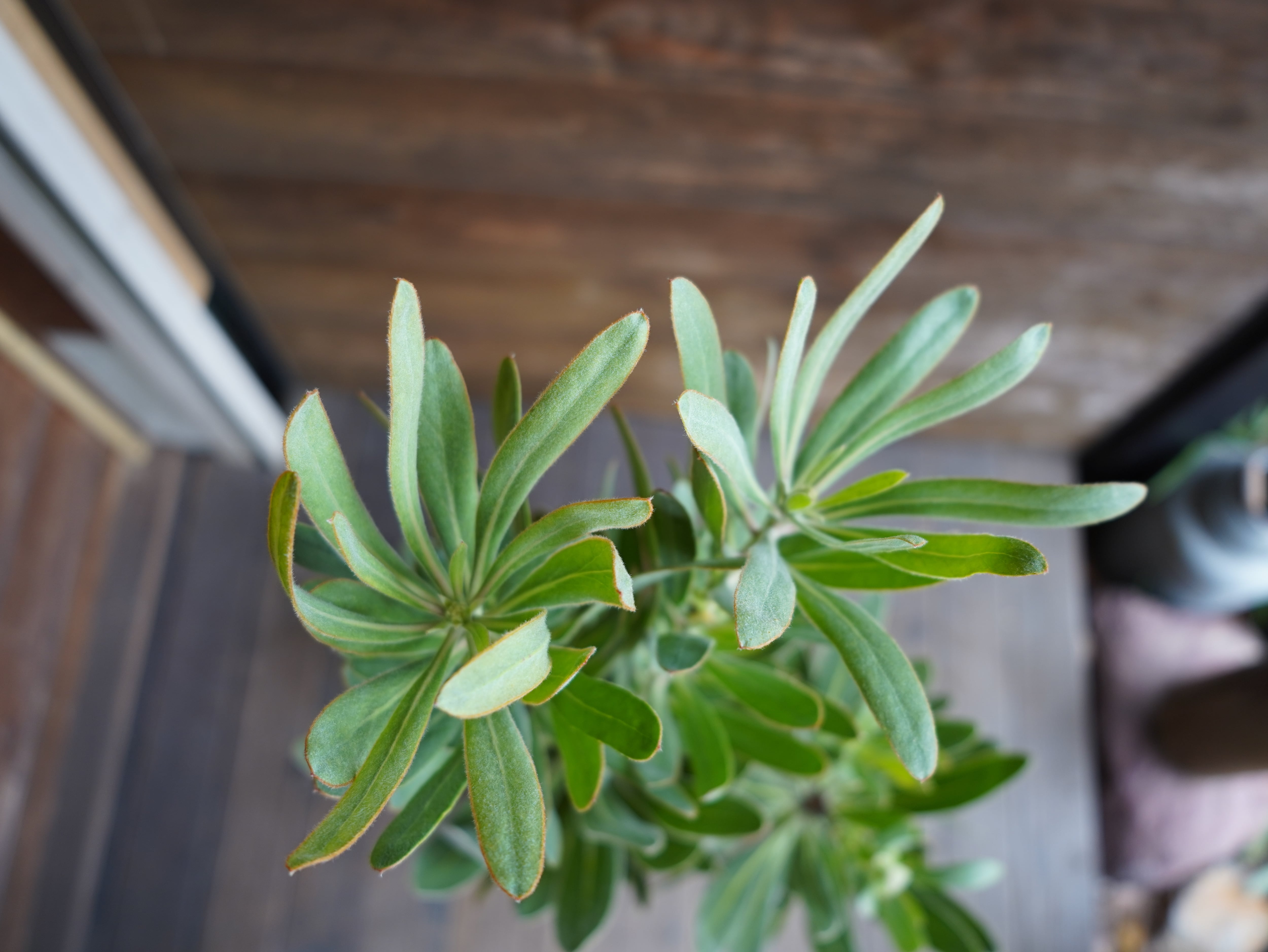 【現物】プロテア　”スペシャルピンクアイス”　A