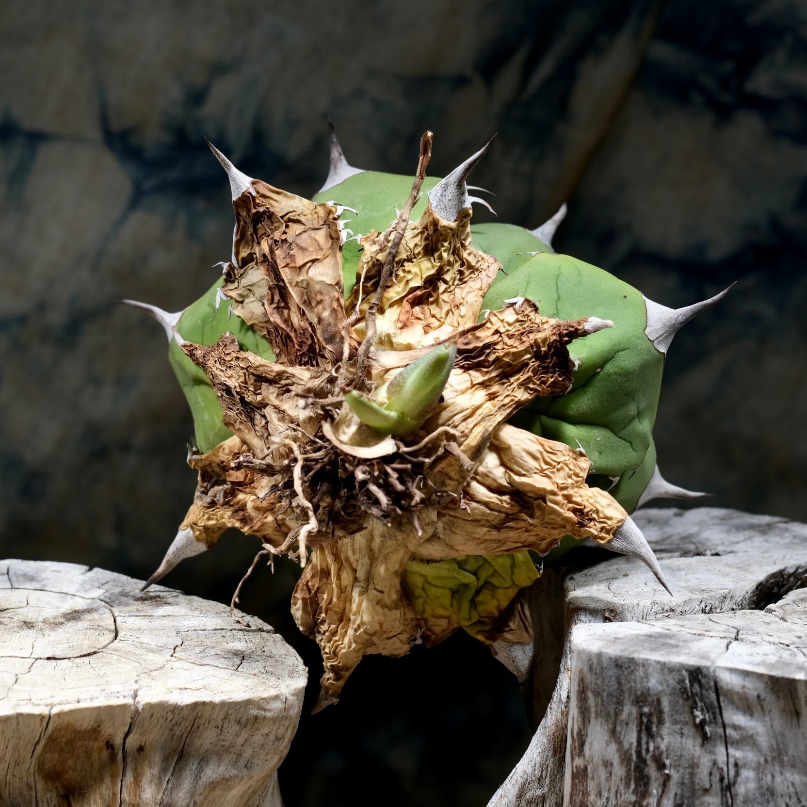 Agave titanota Wabi チェリーボム 13cm(子株付） | wabi