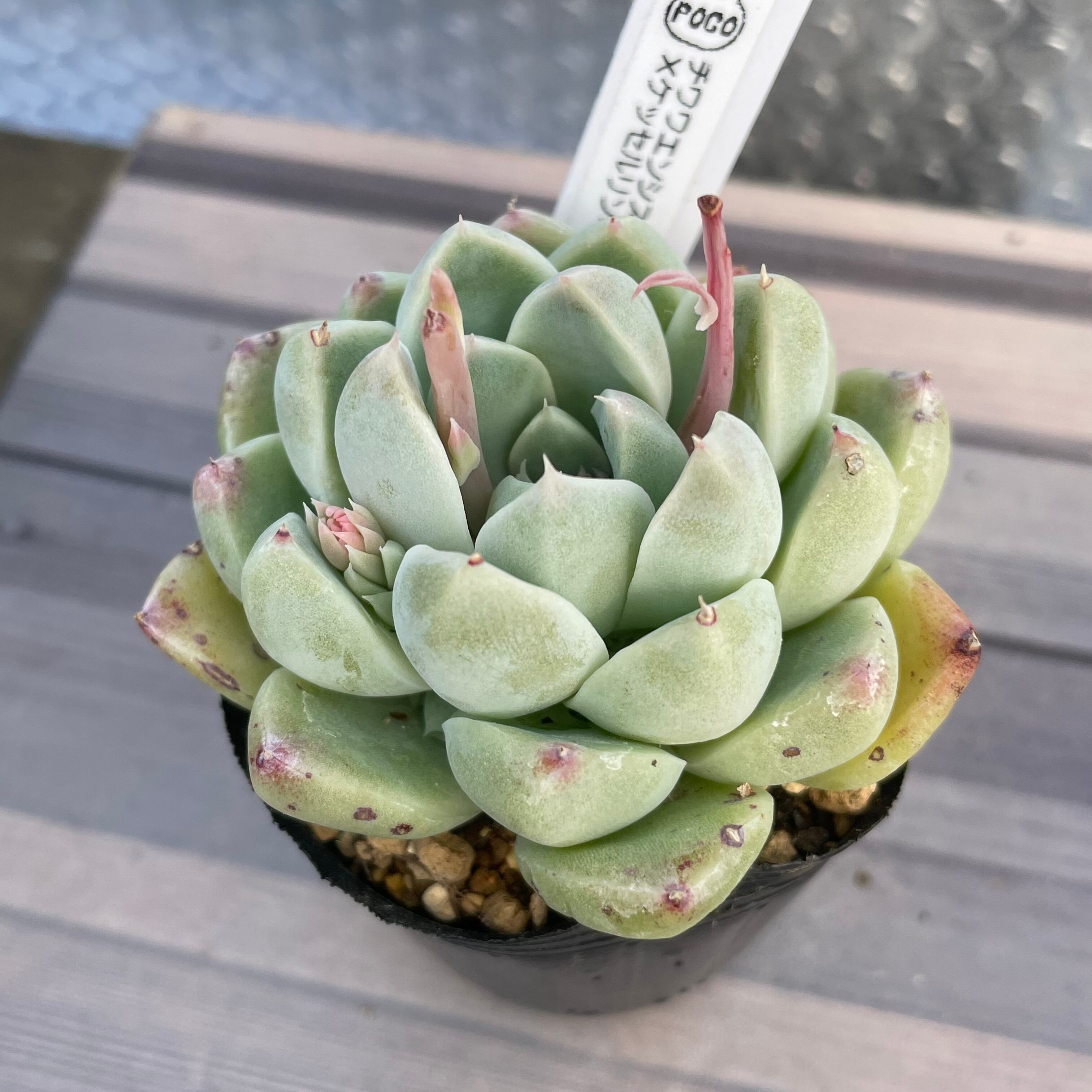 多肉植物 花月夜×チワワエンシスイエコラ 抜き苗 多肉植物 花月夜×チワワエンシスイエコラ 抜き苗