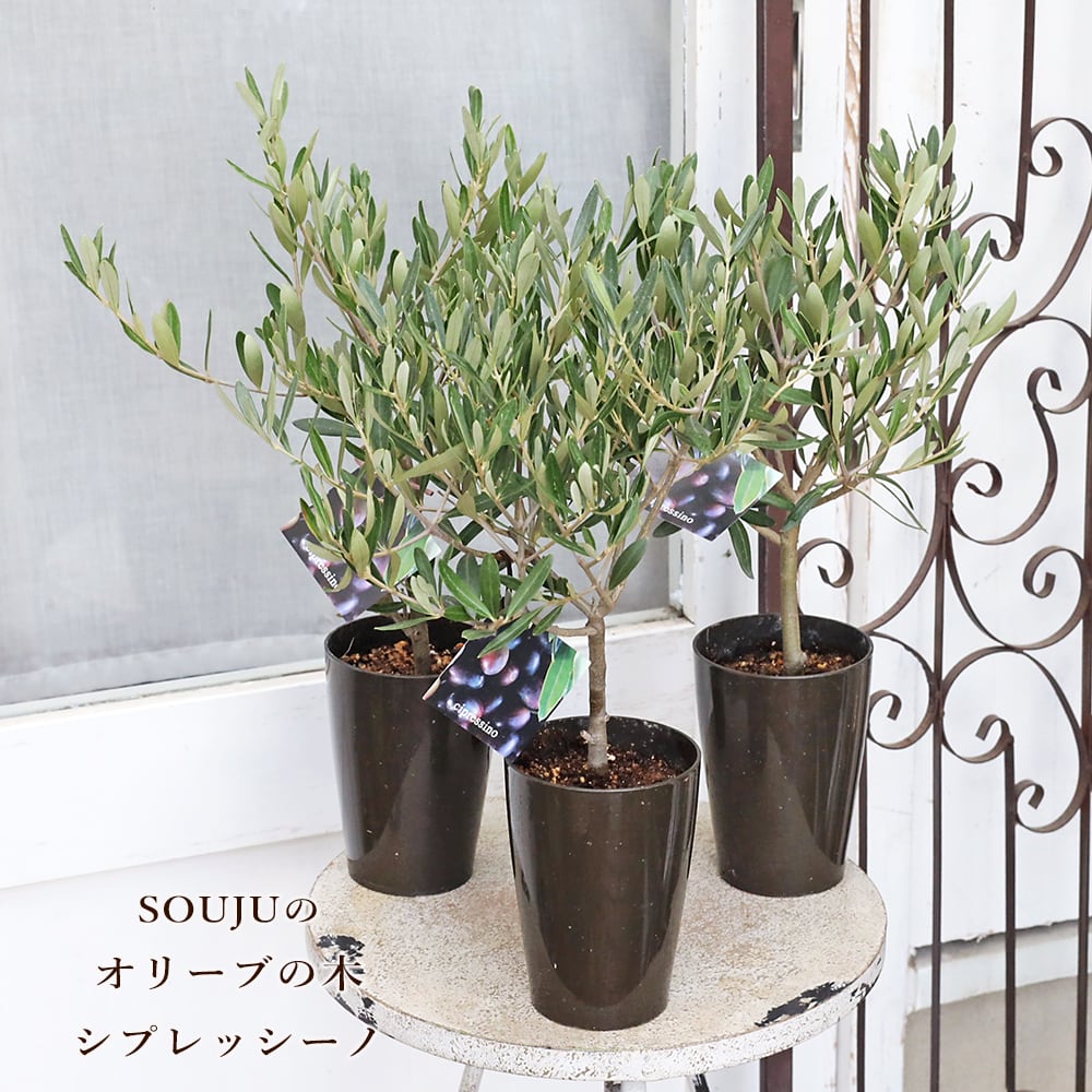 常緑苗木 オリーブ シプレッシーノ 3号 ソウジュ 創樹 SOUJU 庭木