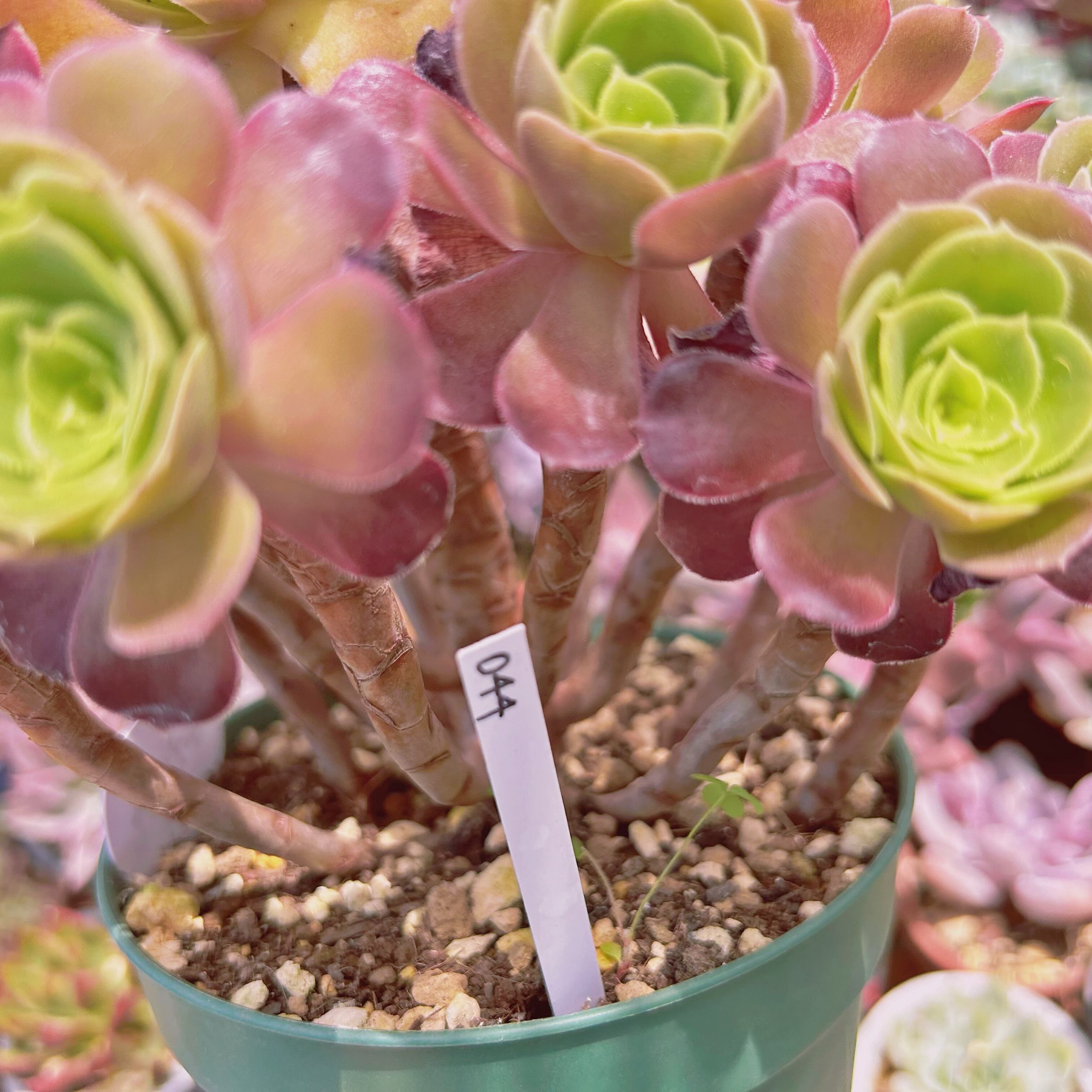 多肉植物　抜き苗　ラブファイヤー　ノボローサブラボー 多肉植物 抜き苗 ラブファイヤー ノボローサブラボー 多肉植物 抜き苗