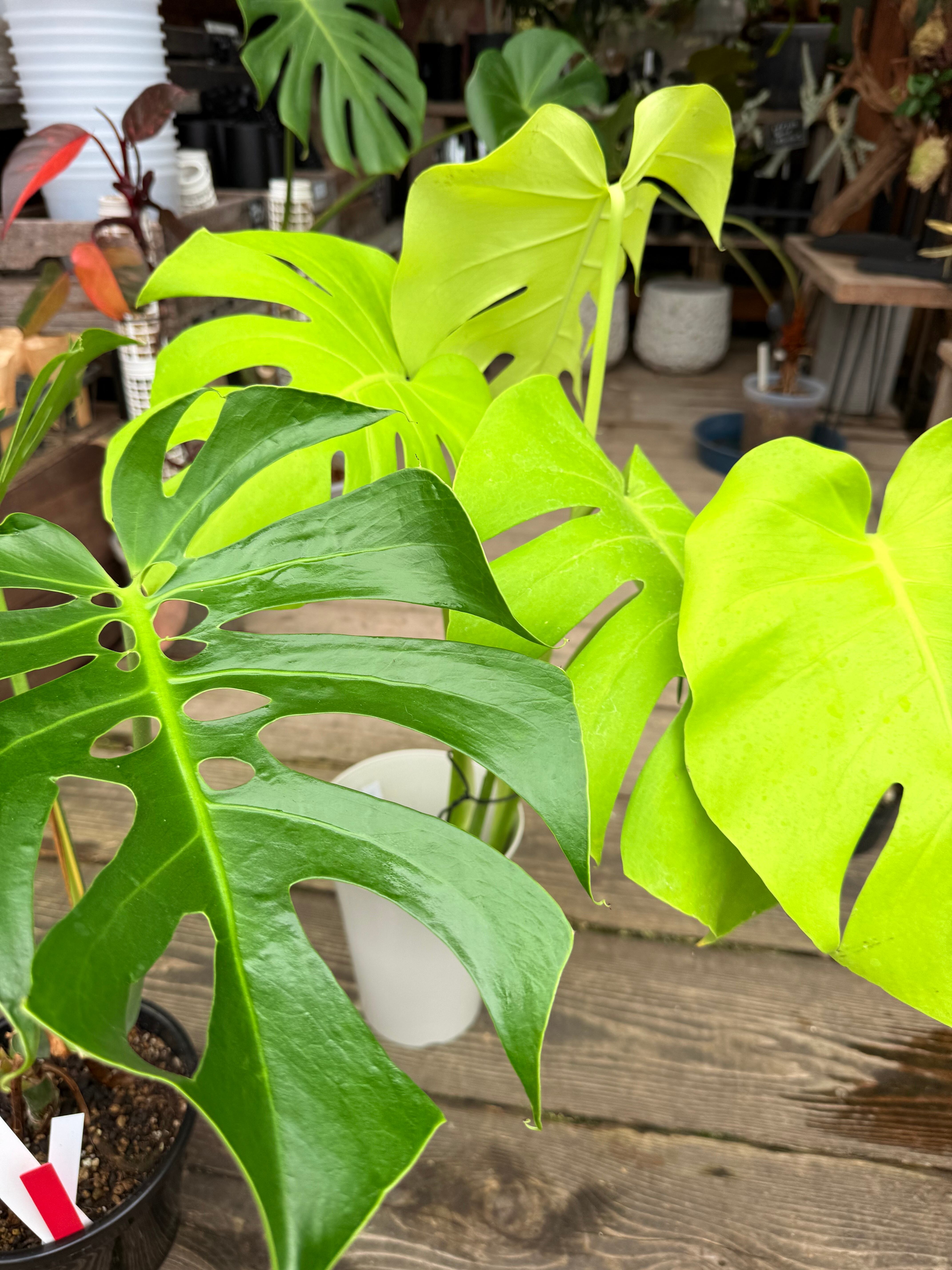 A モンステラ イエロームーン 6号鉢 | MIDORIYA 観葉植物専門店