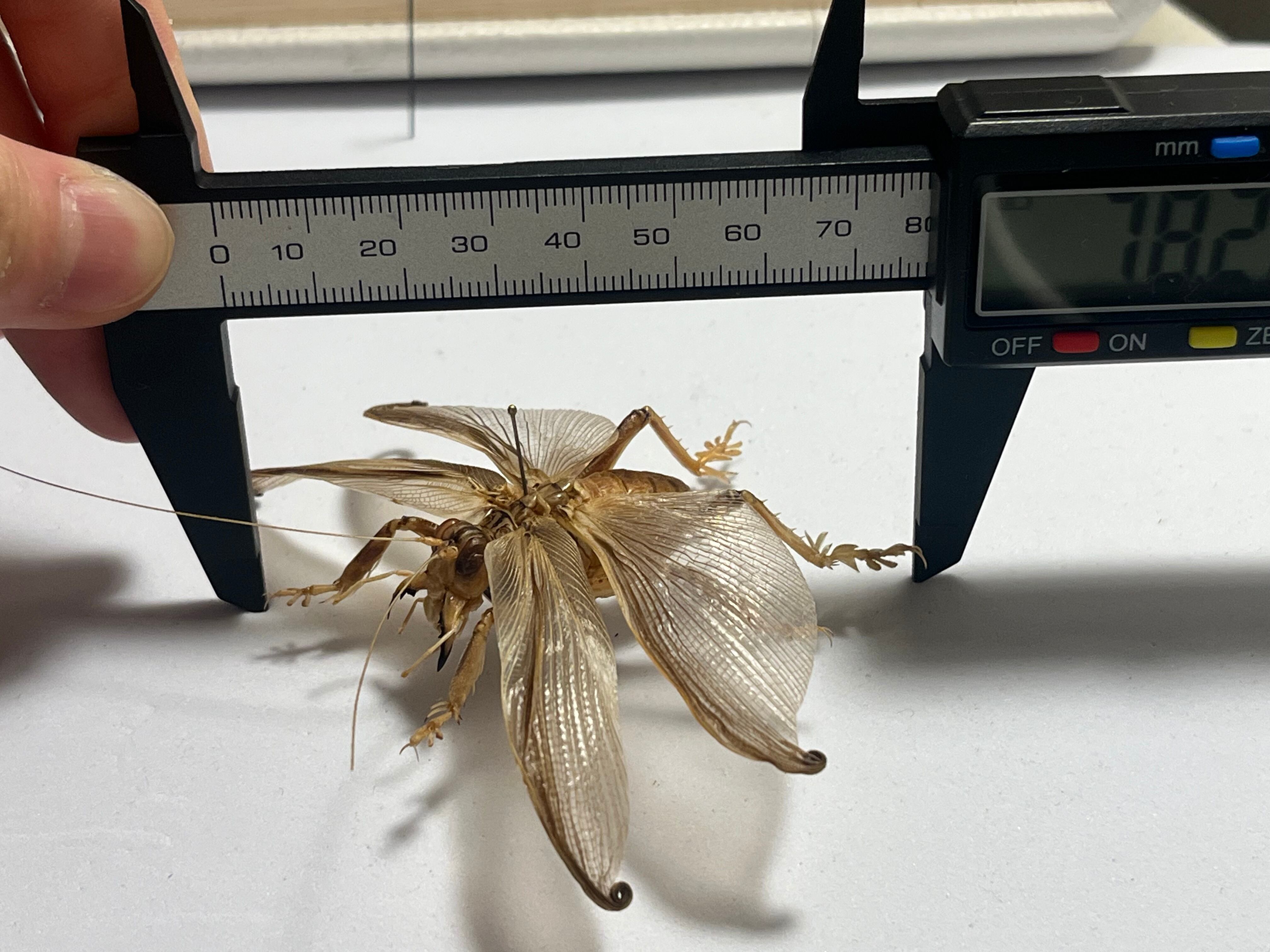 希少産地】ミャンマー産のマキバネコロギス 昆虫標本バッタ キリギリス