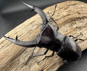 【WD】《マンディブラリスフタマタ 105.5mm ペア》