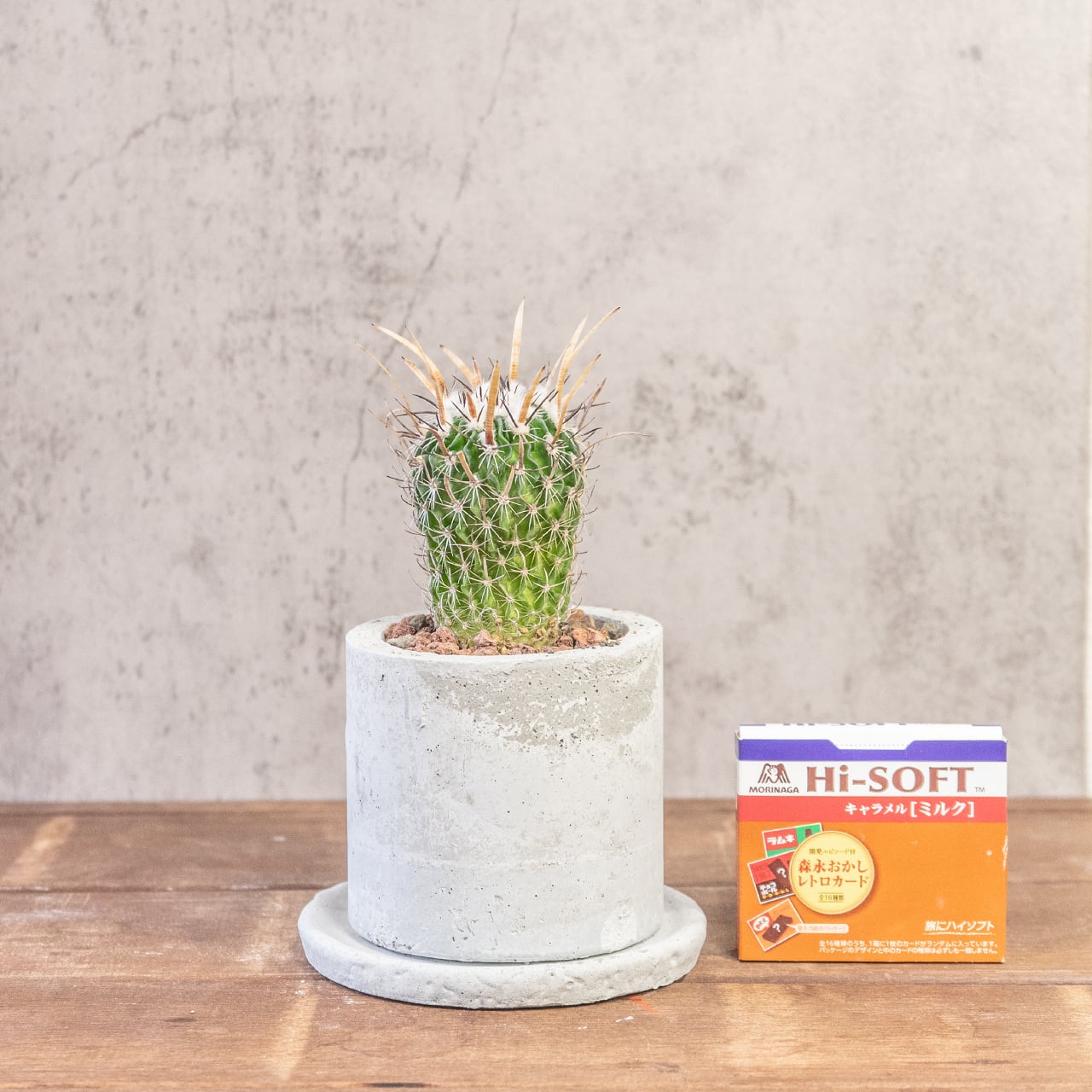 エレクトセントルス｜クラウン状のトゲ飾りが特徴的なインテリアサボテン【一点物／手づくりモルタル鉢】