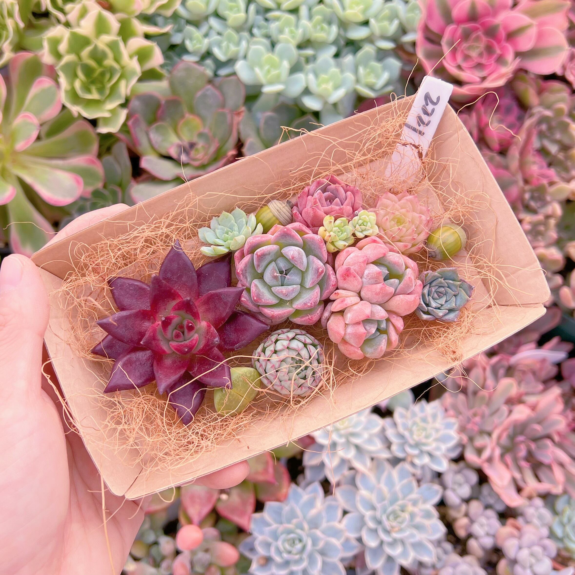 現品　多肉お弁当#2221   るる農園