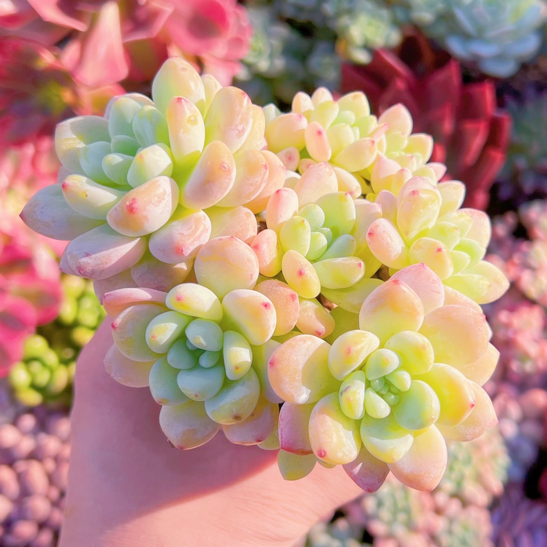 多肉植物 ロッティ 群生 新入荷 るる農園 | るる農園~多肉植物専門