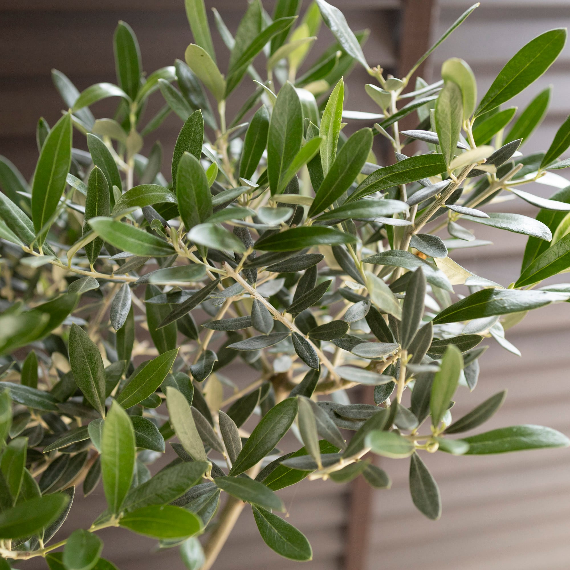 創樹 Olive オリーブの木 盆栽 SOUJU Picual ピクアル オリーブ 8号