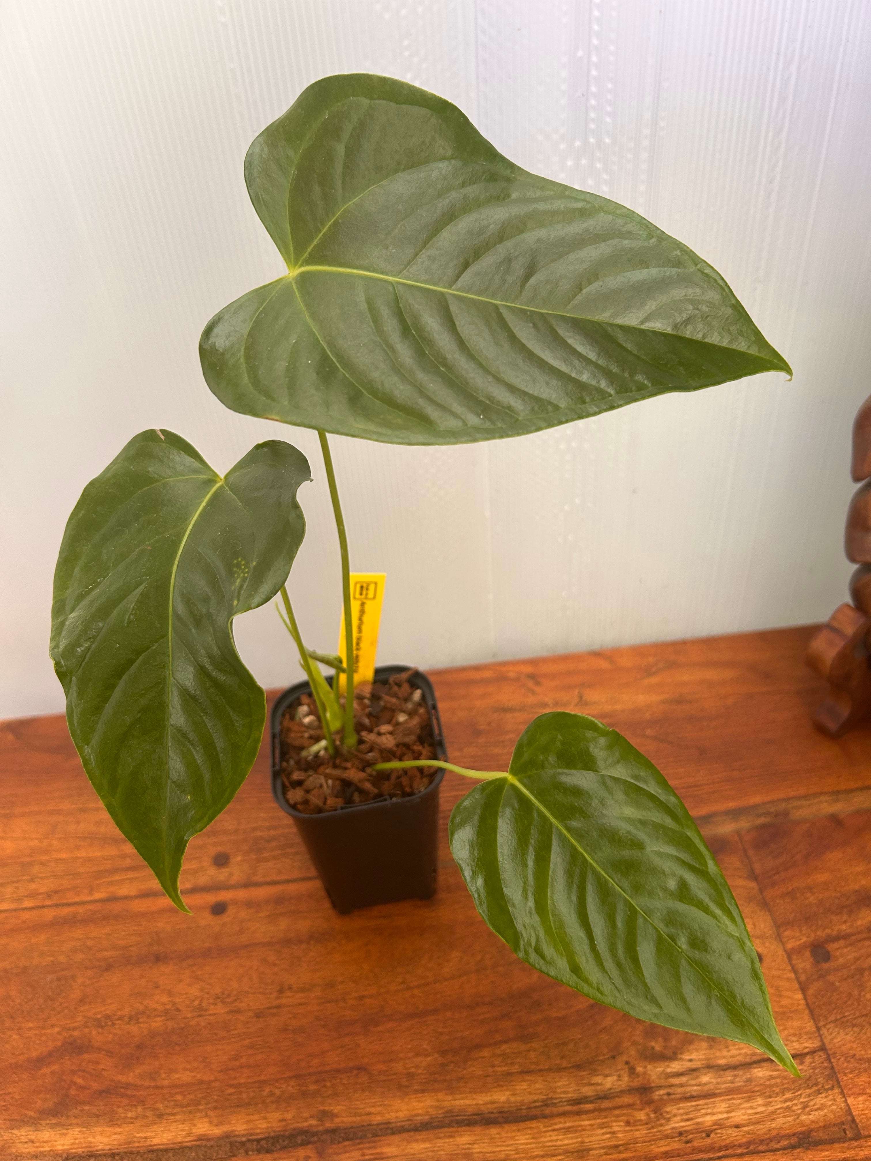Anthurium | BALI-AN 園芸