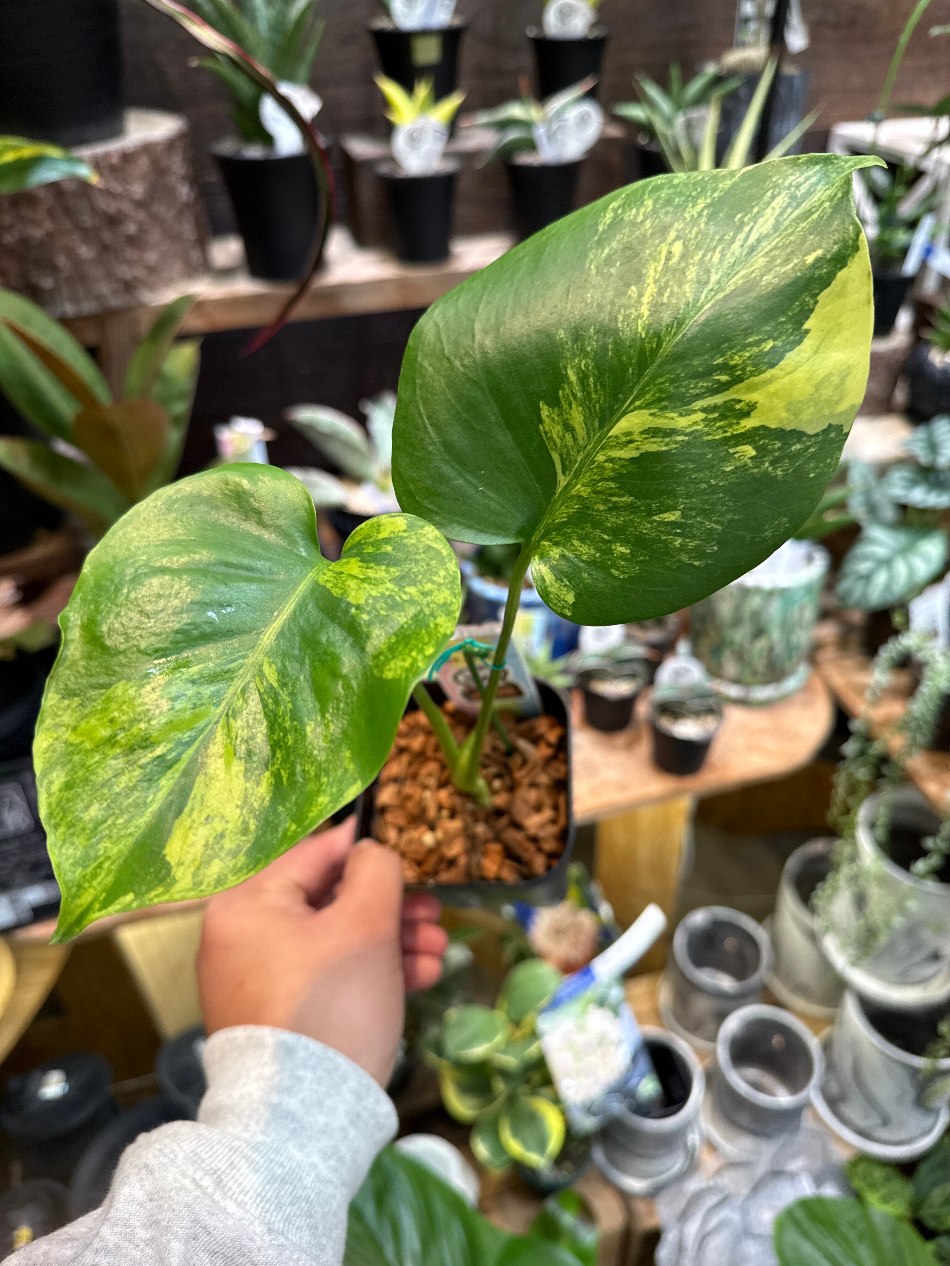 ④ モンステラ D. 