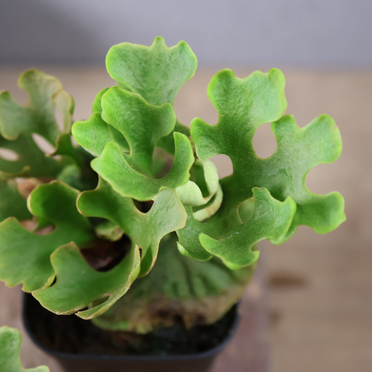 601『ビカクシダ リドレイ P.rideyi dwarf silvery sporeling』観葉