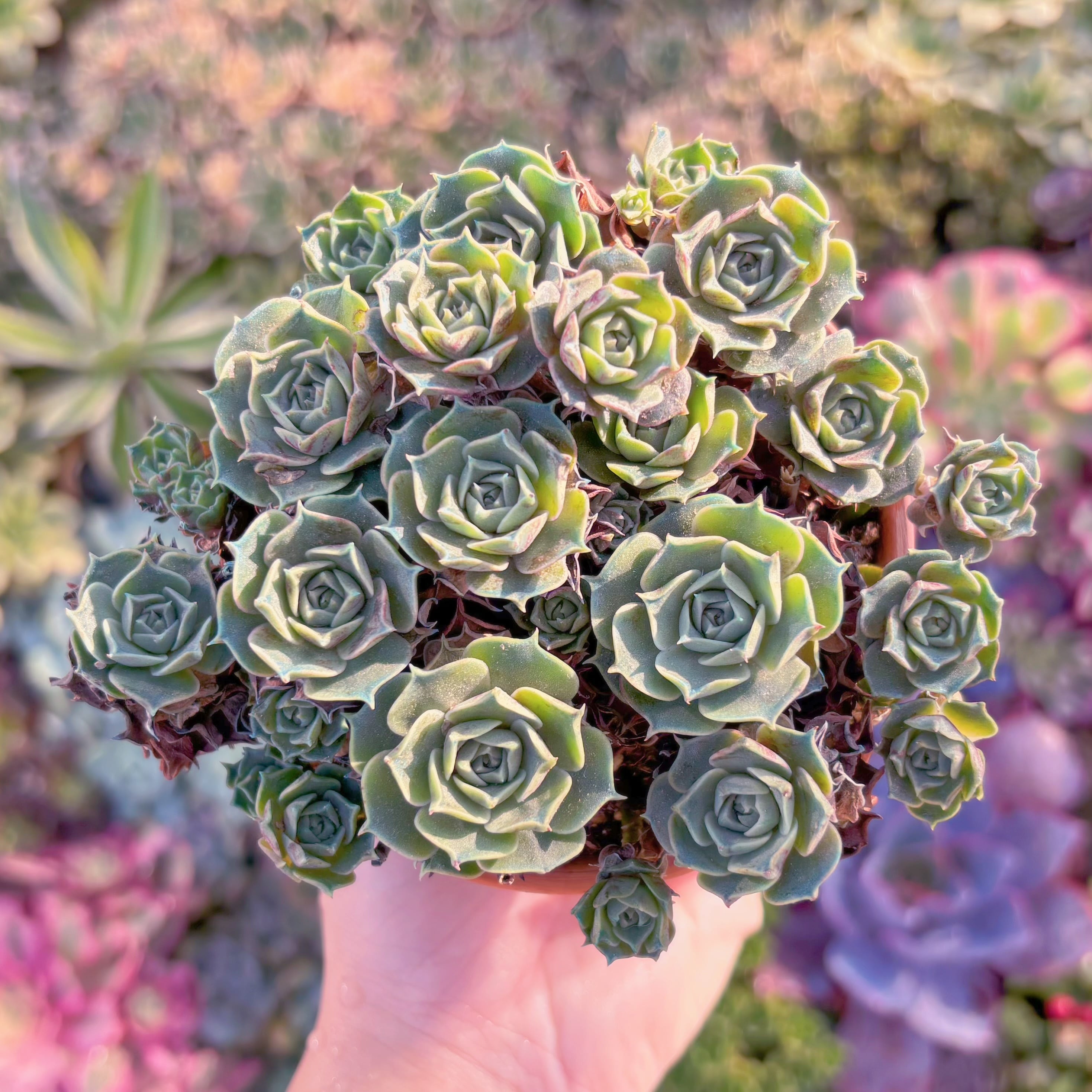 現品　ヨロッパロンギシマ#1145　群生　直径約12cm  新入荷　るる農園