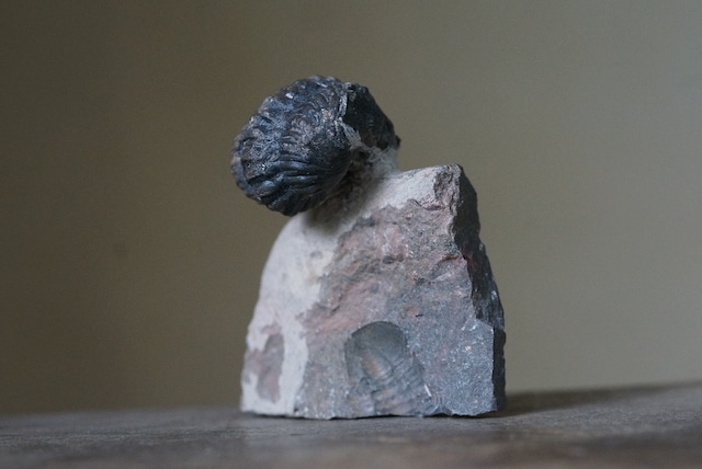 三葉虫化石　Trilobite Phacops sp. 527