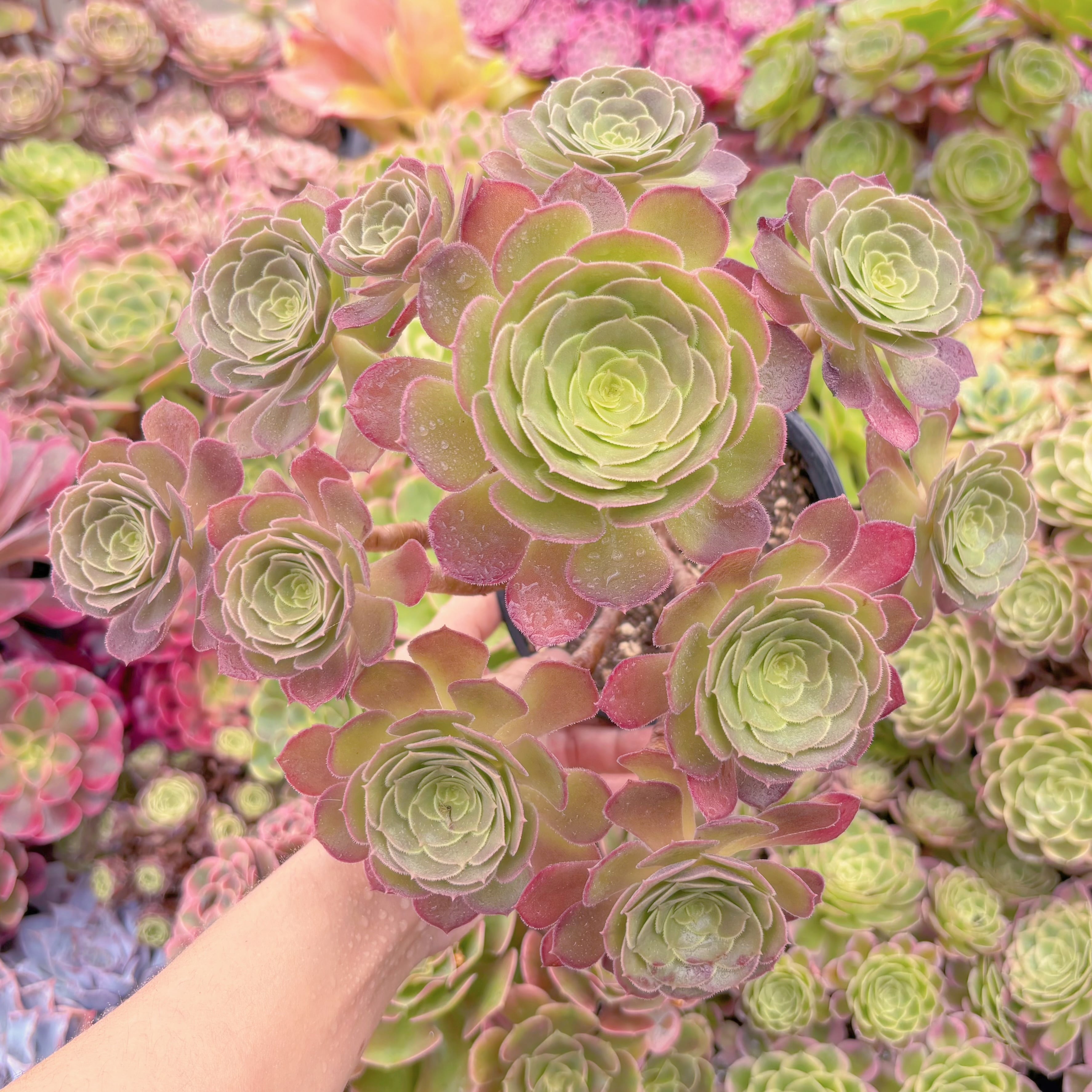 現品　plum purdy#028　大群生　るる農園