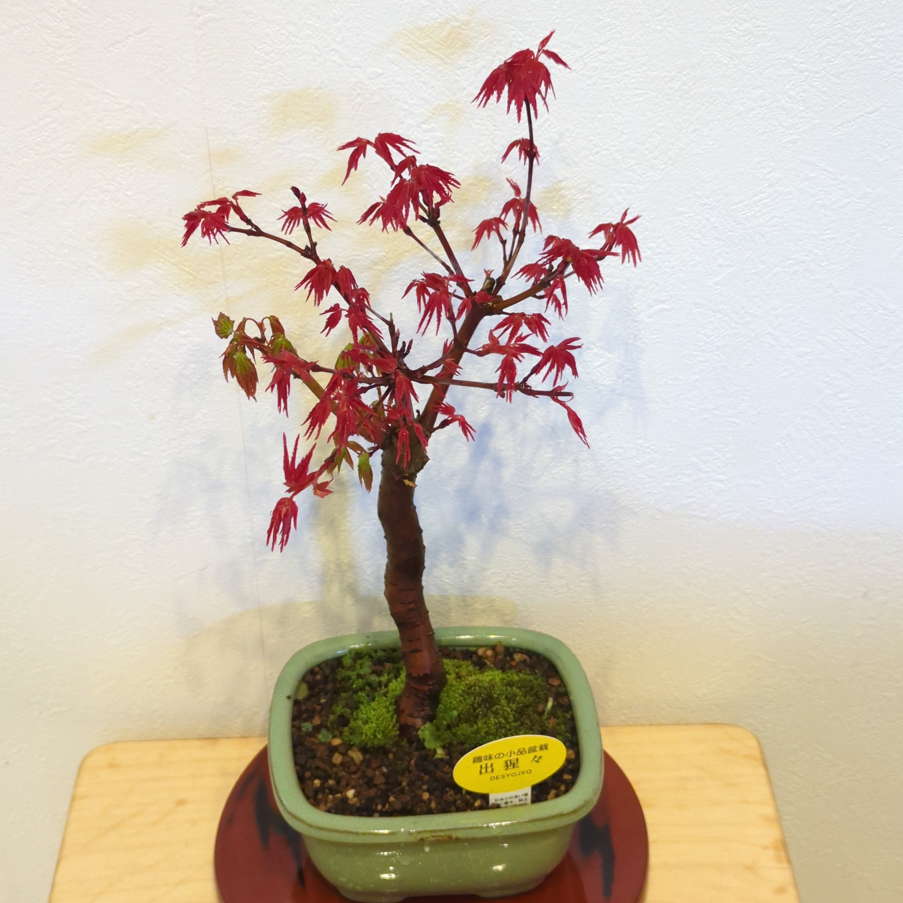 出猩々 もみじ ミニ盆栽 | BRIDGE GARDEN