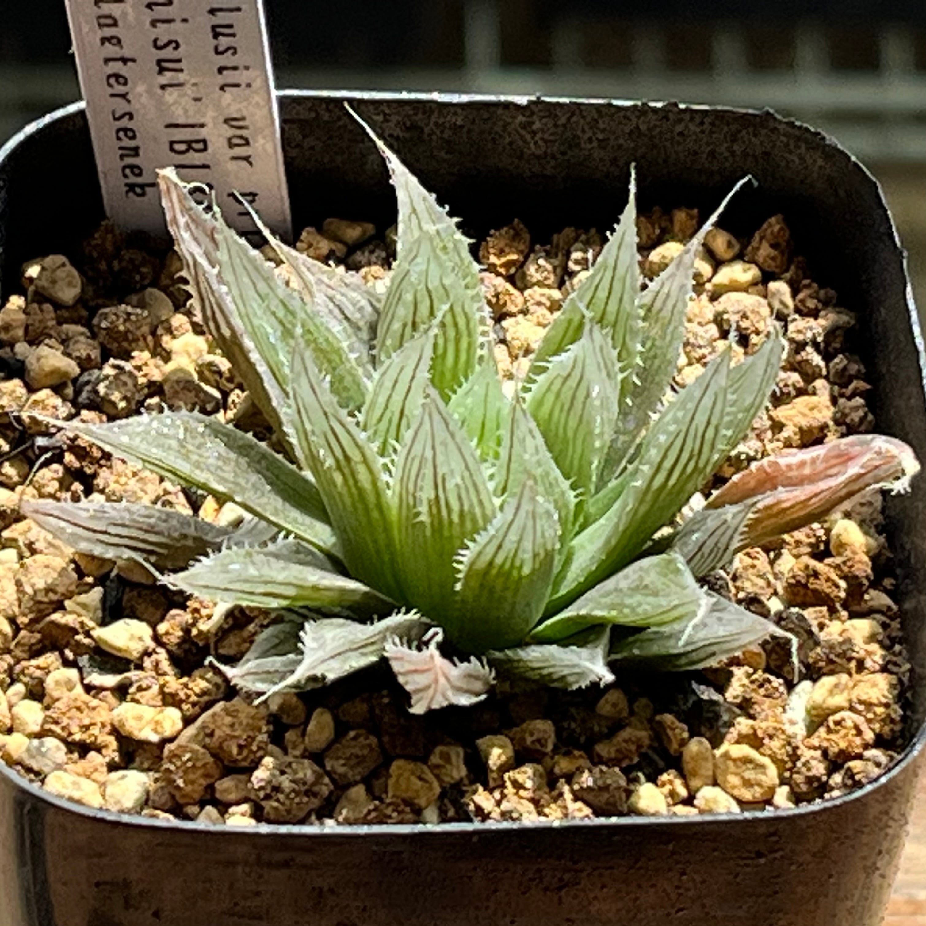 原種 | mocono_plants
