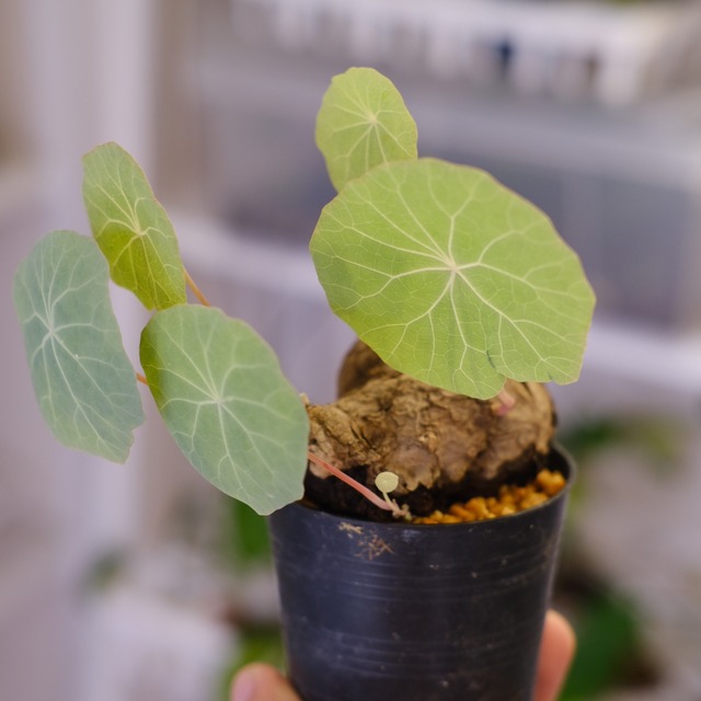 Stephania kaweesakii / ステファニア カウィーサキー㊴/ 観葉植物