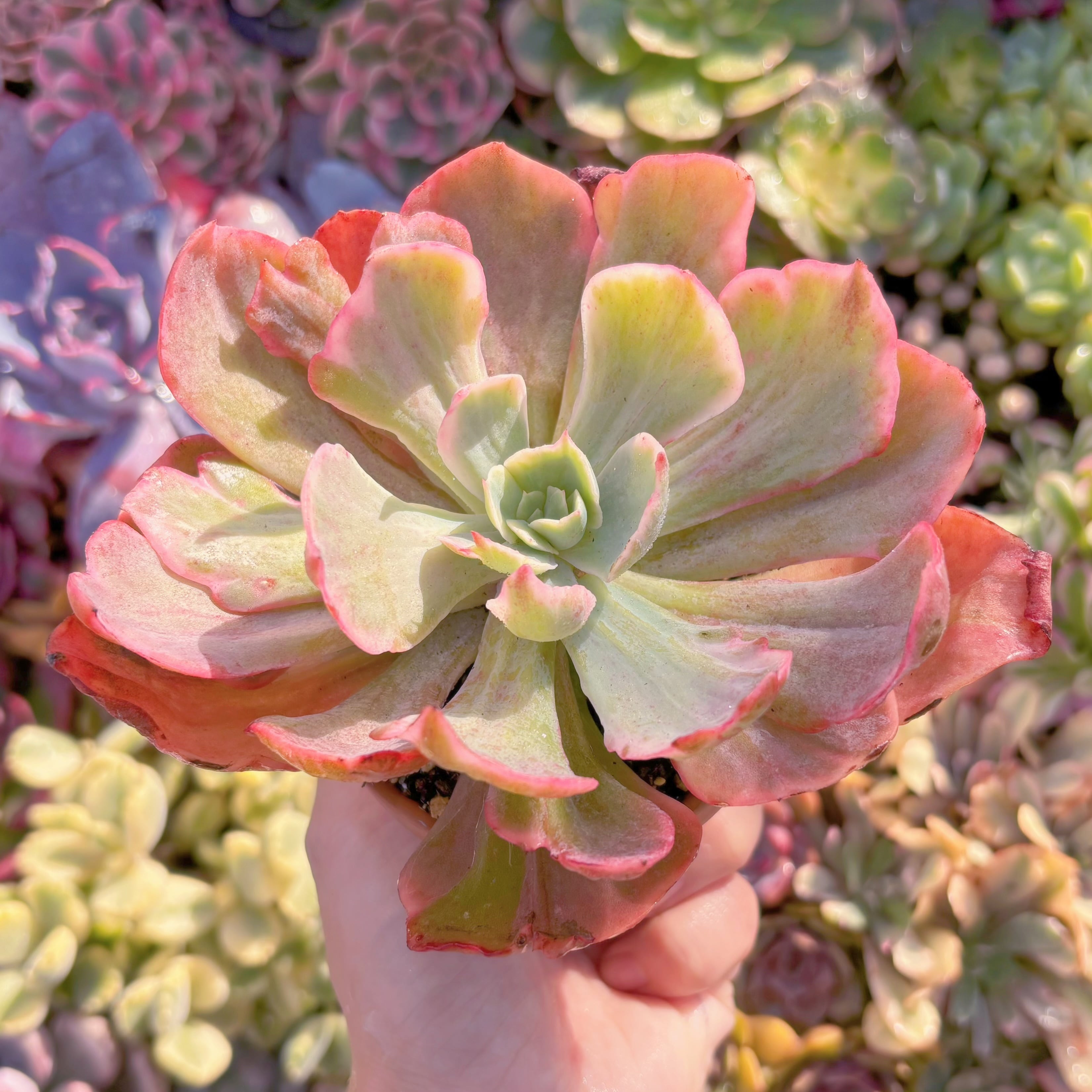 多肉植物　パーティードレス錦　新入荷　るる農園