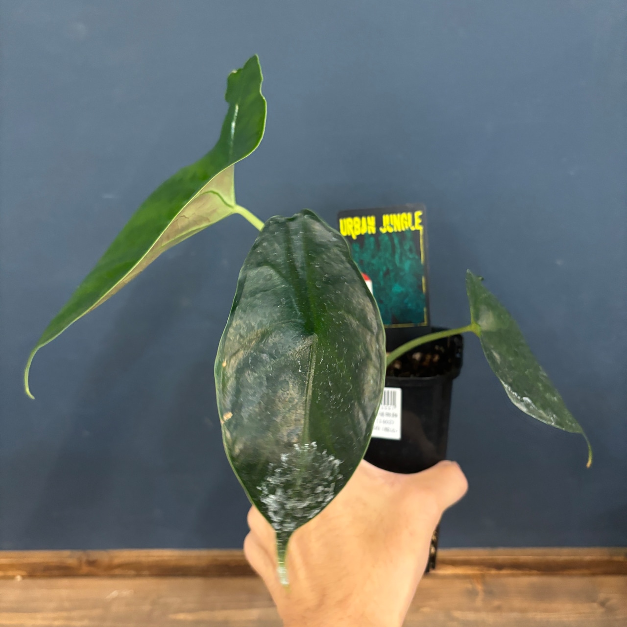 アロカシア グリーンユニコーン【903】