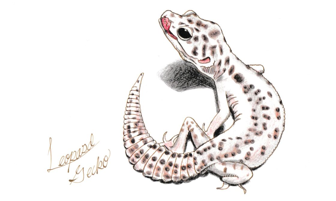 イラストカード【レオパードゲッコー WYスーパーマックスノー】 | Pay ID