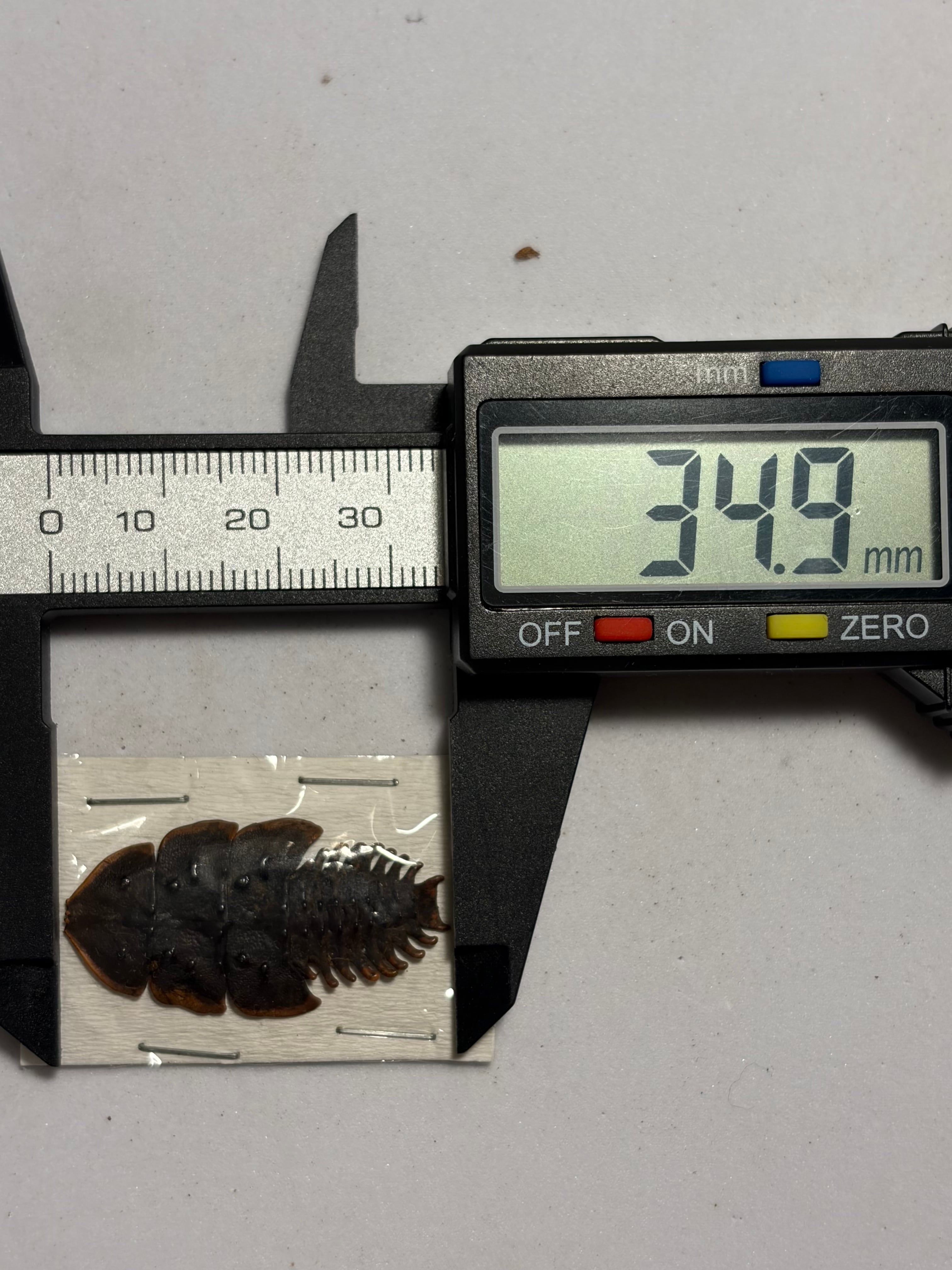 BIG】サンヨウベニボタルの昆虫標本ホタル標本 蛍タランチュラムカデ
