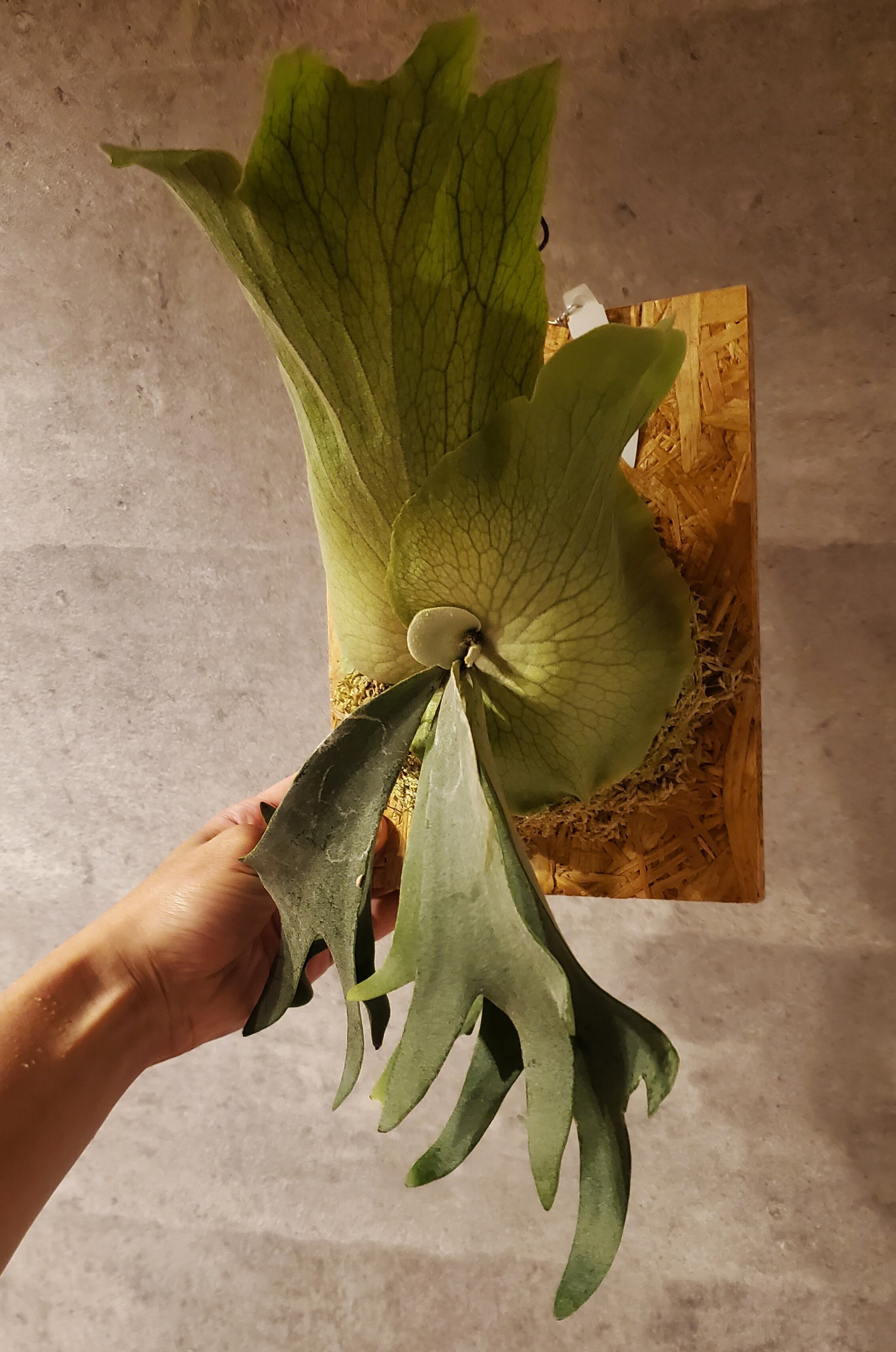 P.Stem Fern Select 【artPLANTs】ビカクシダ/Platycerium | artPLANTs