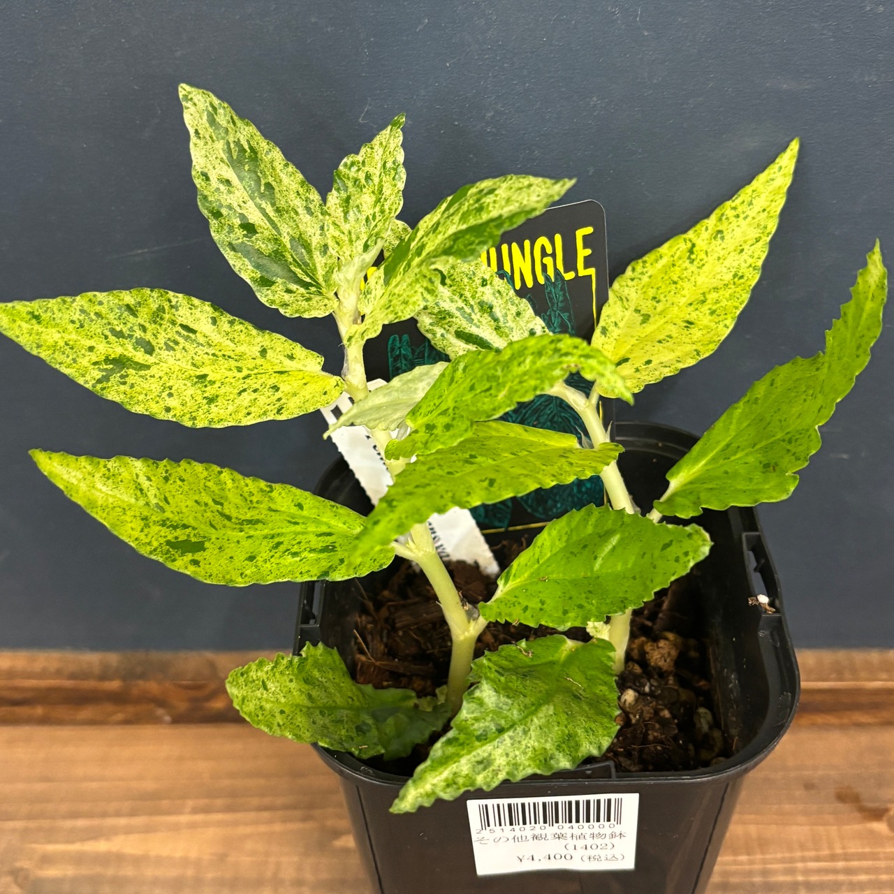 ペリオニア　レペンス　斑入り【643】