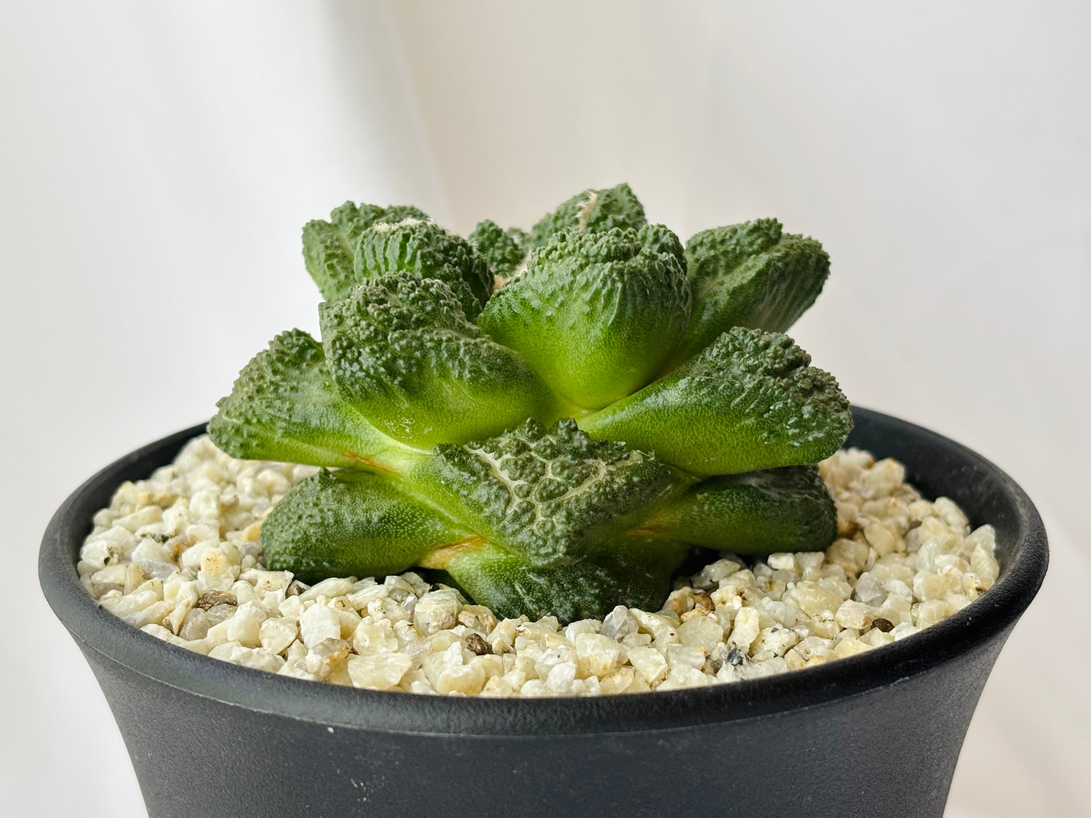 Ariocarpus 実生 サボテン アリオカルプス | trigonus 9・三角牡丹
