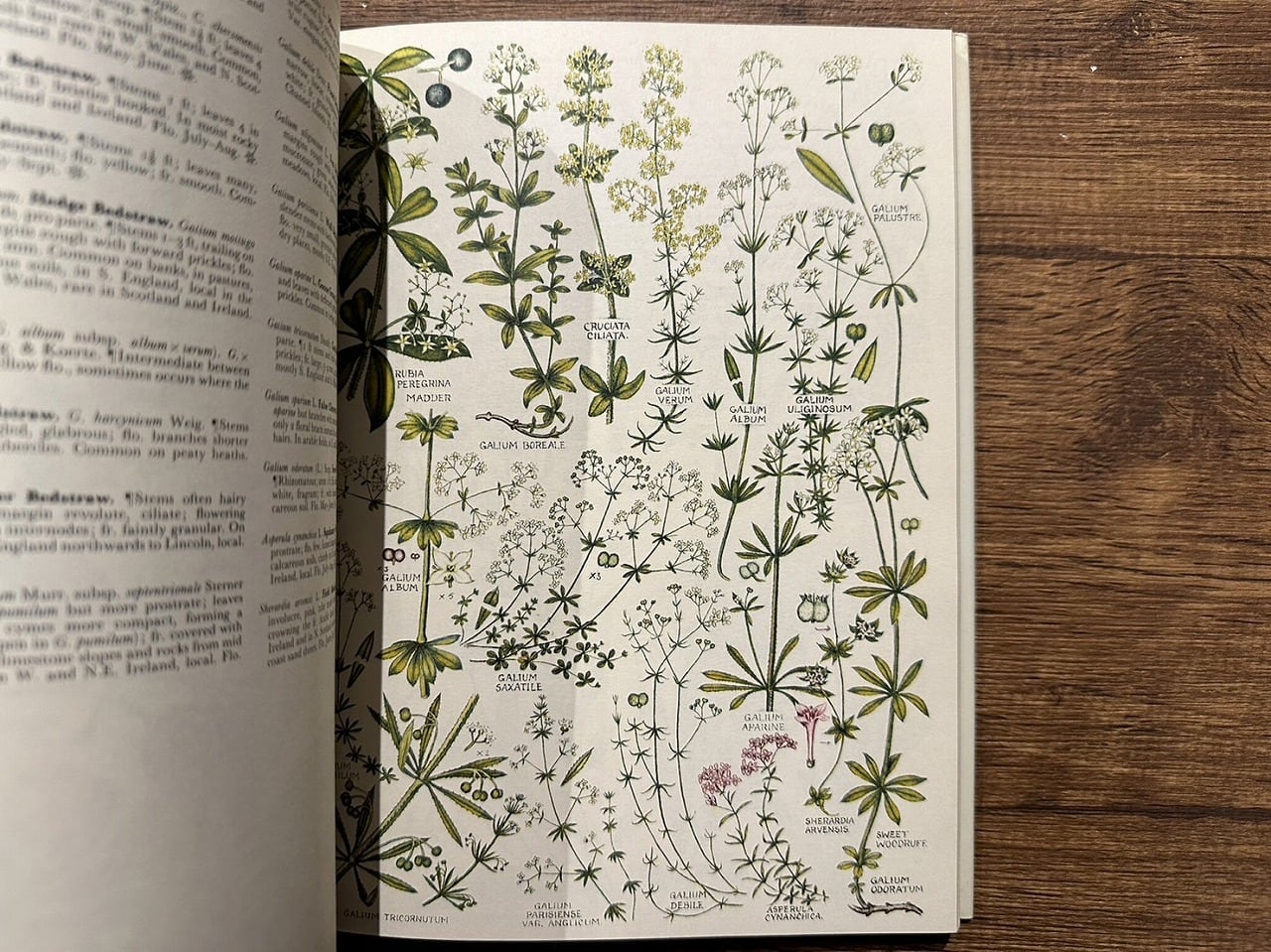 【VW181】The concise British flora in colour /visual book