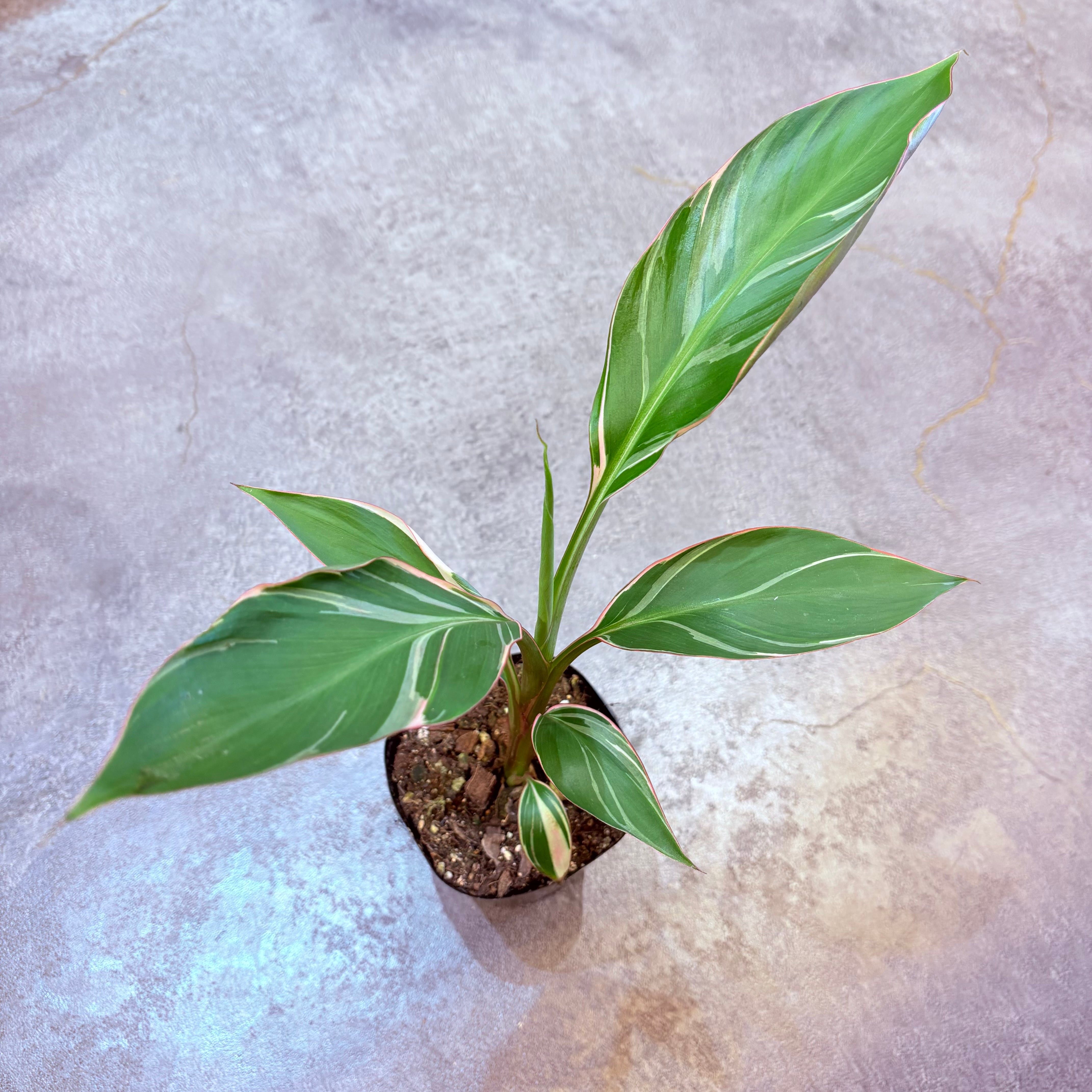 ムサ ノノピンクバリエガータ 3.5号【C】 | Green Vibes 宇都宮市の