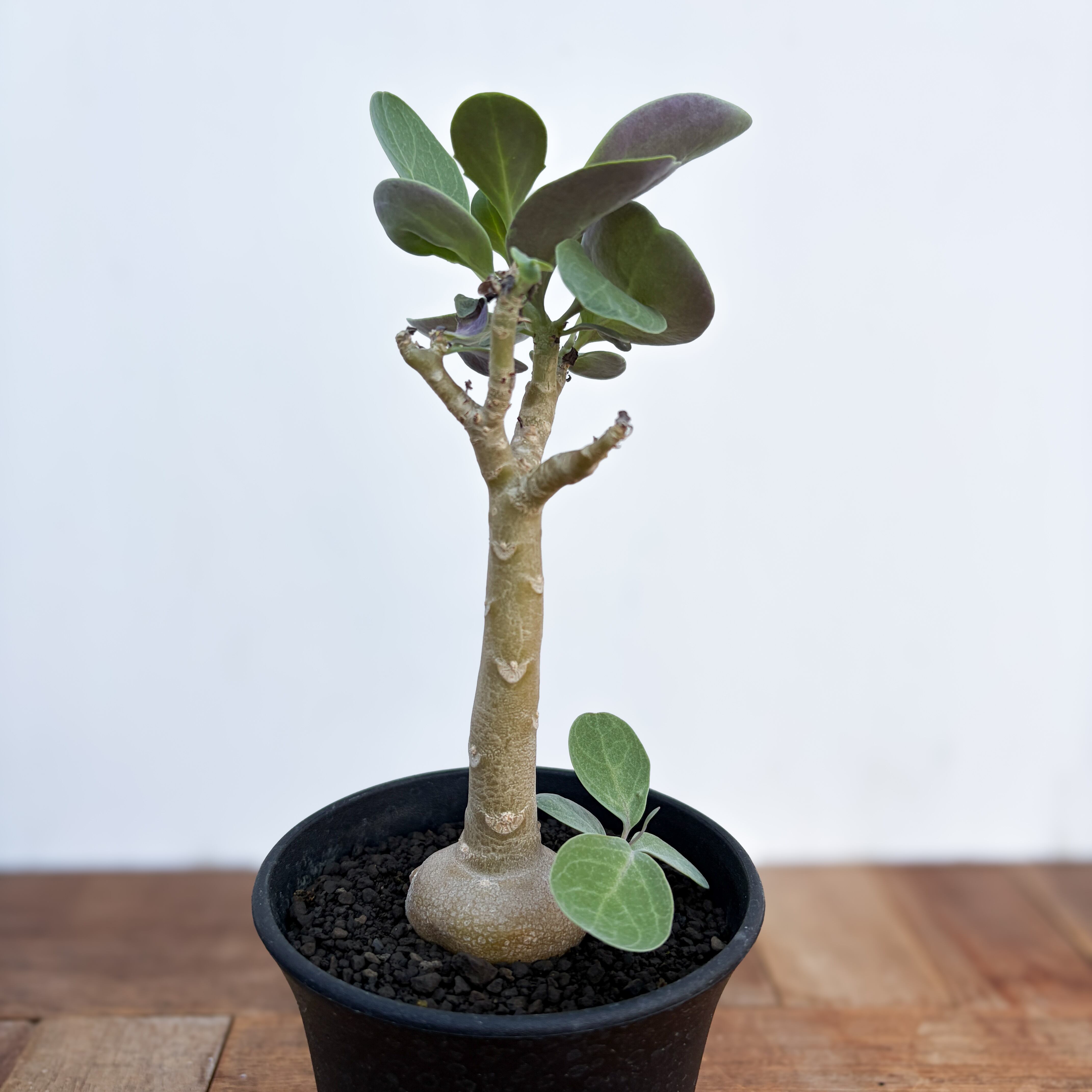 Othonna triplinervia【オトンナ・トリプリネルビア】 | RIMO'S GREEN