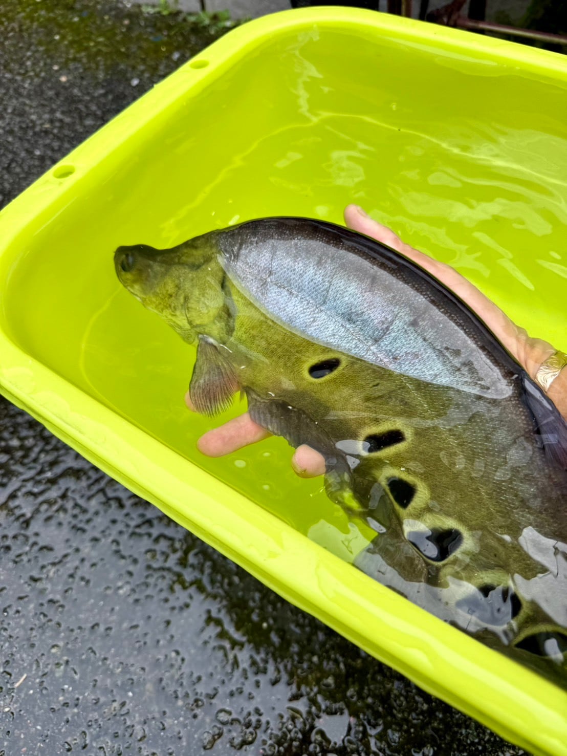 アルビノ スポッテッド ナイフフイッシュ 約40cm