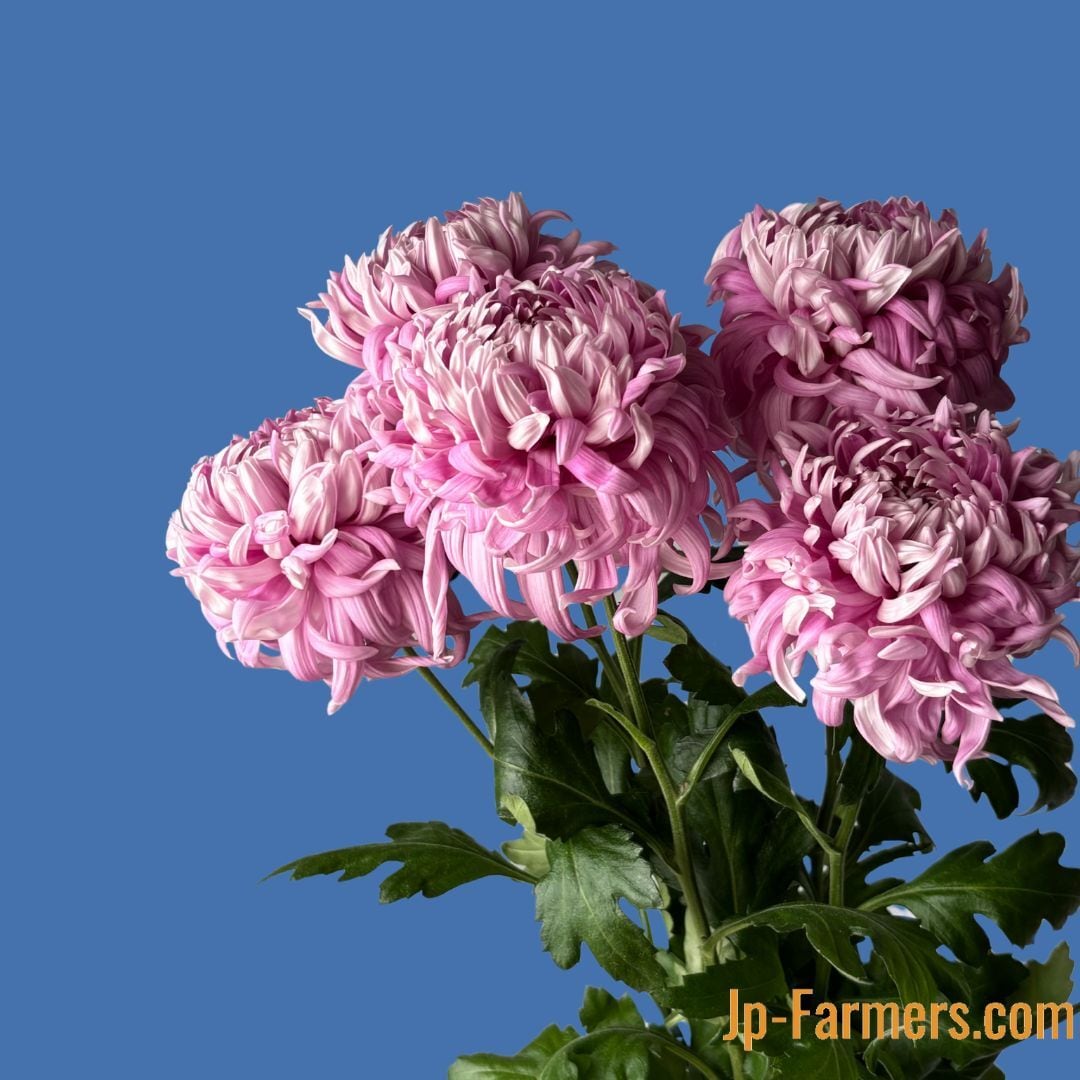 絵になる菊 セイマノア 10本 愛知県 | 新鮮お花問屋 Jp-Farmers.com
