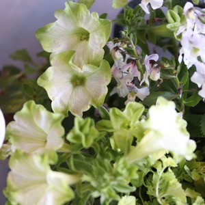 寄せ植え　シックなカラーの壁掛け２WAY寄せ植え｜届いてすぐ飾れる完成品｜玄関にオススメ｜新築・開店祝いギフト｜モンディマンシェ