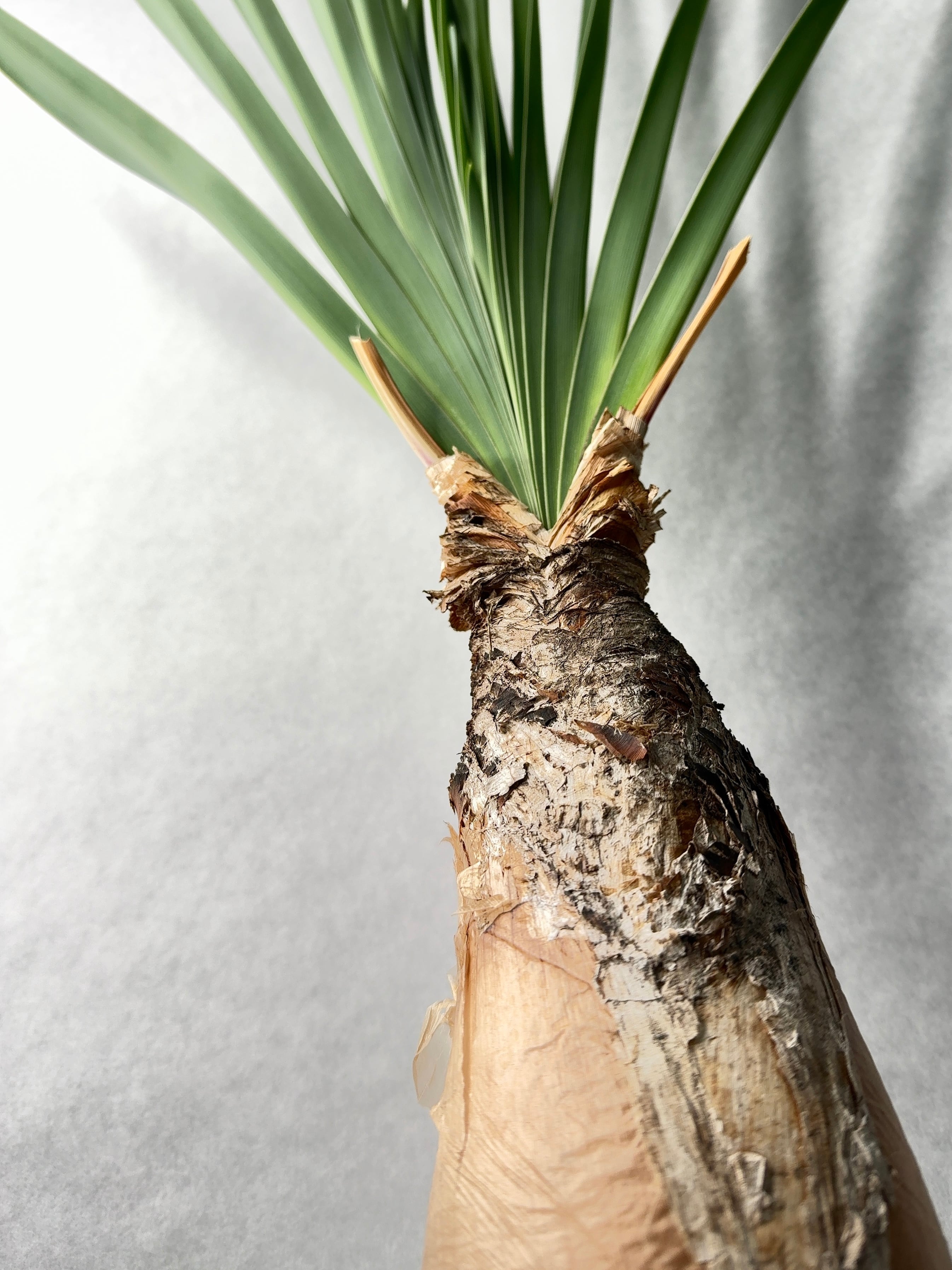 ブーファン・ディスティチャ | trigger