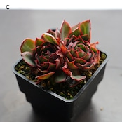 抜き苗 ヤンジン 1～4頭群生 Echeveria 'Yangjin'