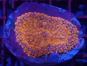【現地買付】Rhodactis PremiumRed 2