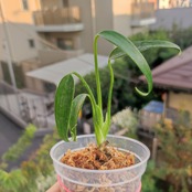 モンステラ バールマルクスフレーム / Monstera