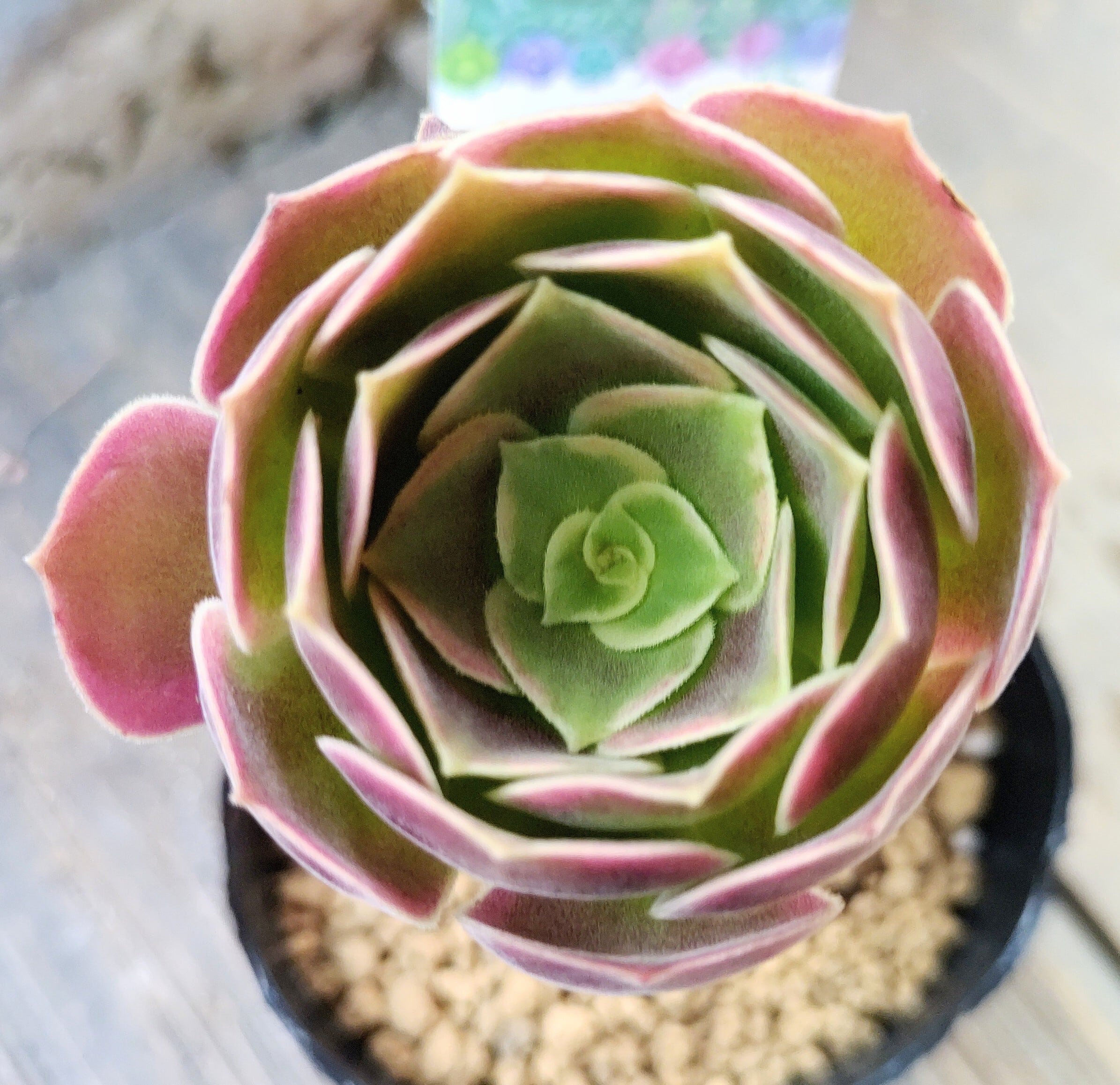 カナリア錦(アエオニウム) | RuPo 多肉植物専門店