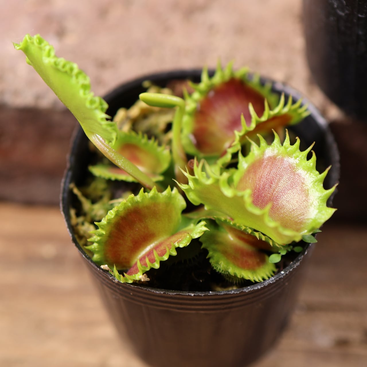 681『ハエトリソウ Dionaea muscipula 'dumpling 』 観葉植物【送料
