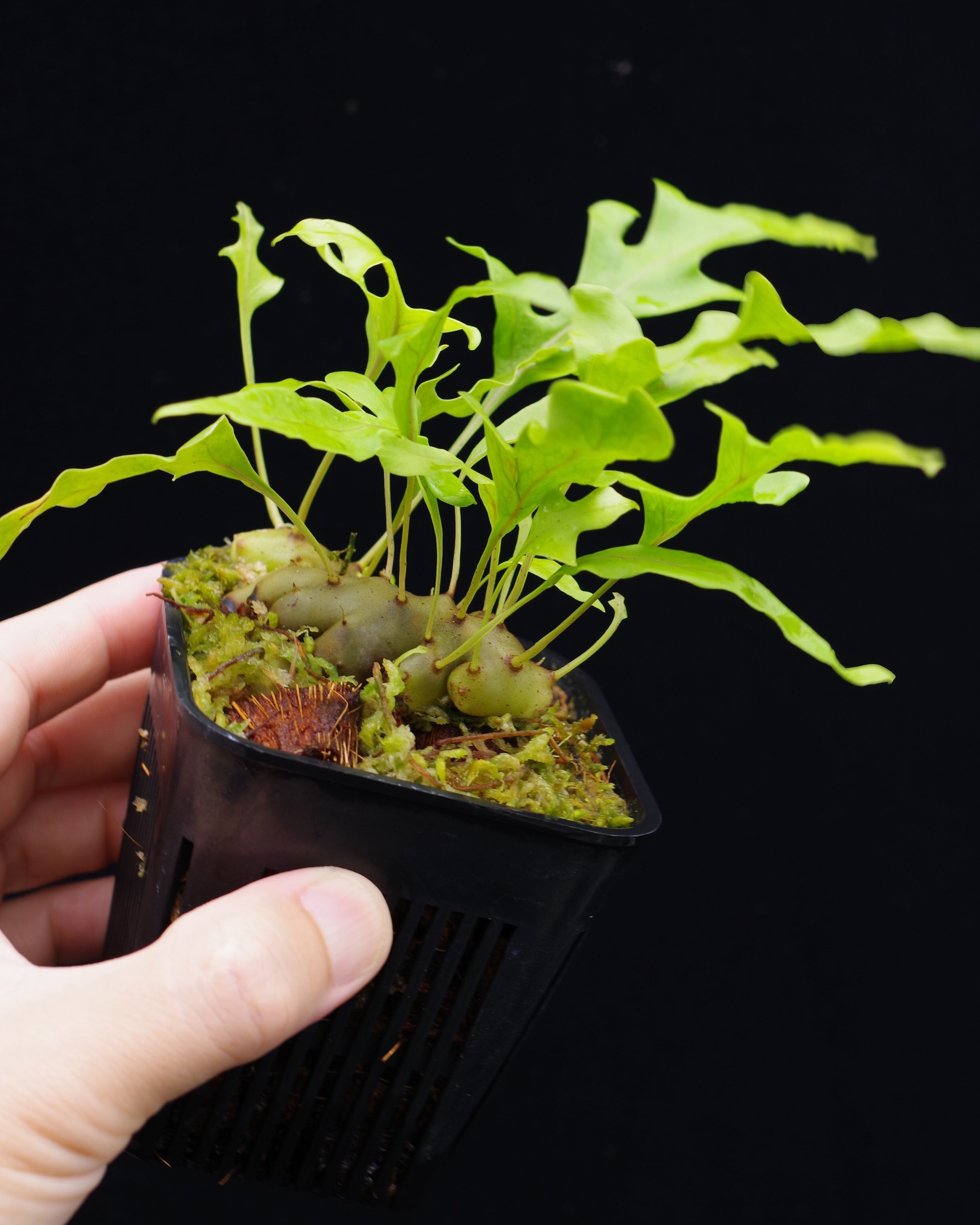 ＊特大＊ ▽Lecanopteris romarioides▽ A43 レカノプテリス　ロマリオイデス【プラネット】アリ植物　シダ　 ▽Lecanopteris romarioides▽ レカノプテリス ペラルゴニウム 多肉植物 lomarioides'Modayag'(blue
