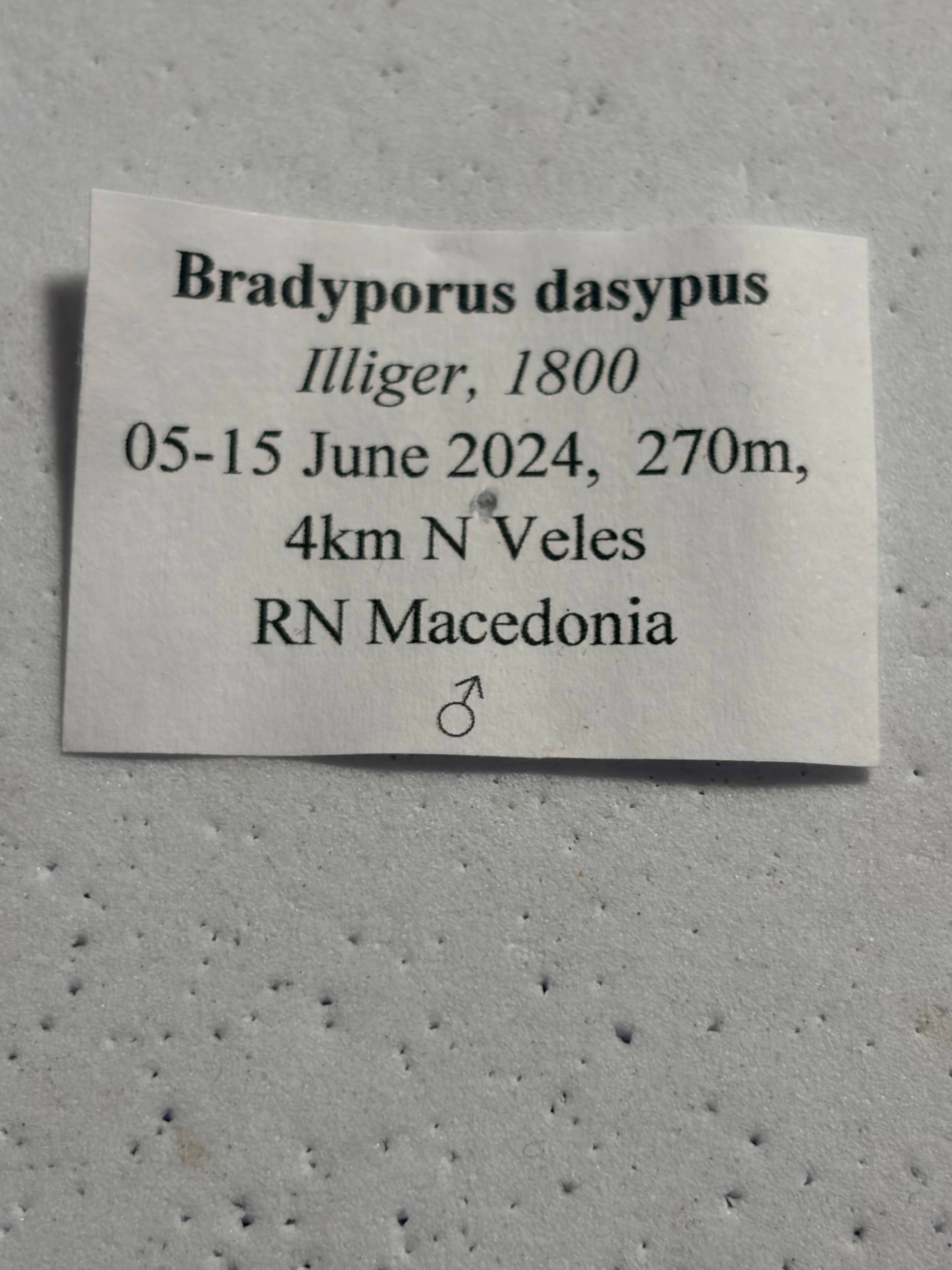 60mm♂】ブリキコロギス ヨロイコロギス Bradyporus リオック 直翅類