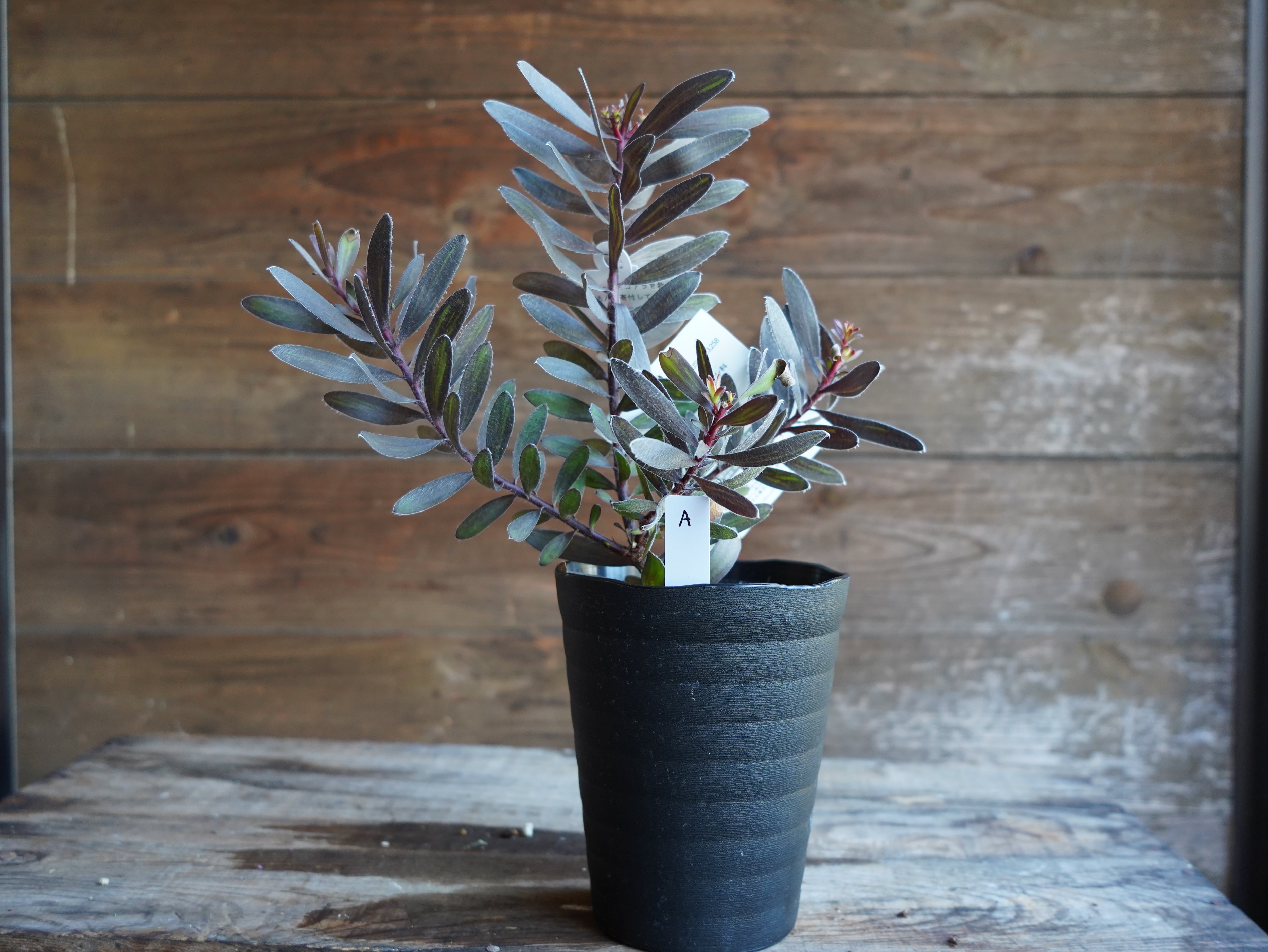 【現物】リューカデンドロン　”エボニー”　A