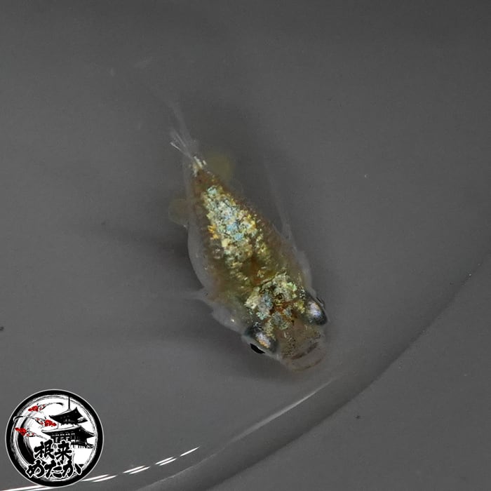 〖1ペア〗ゾンクレヘイキダルマ メダカ 成魚｜ダルマ体型 改良メダカ 人気品種