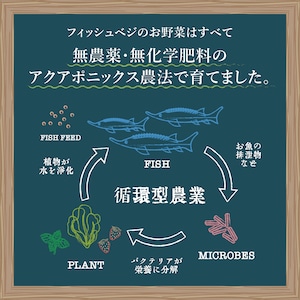 【FISH VEGGIES】グリーン系レタス 60g　化学肥料/農薬不使用だから安心して食べられる