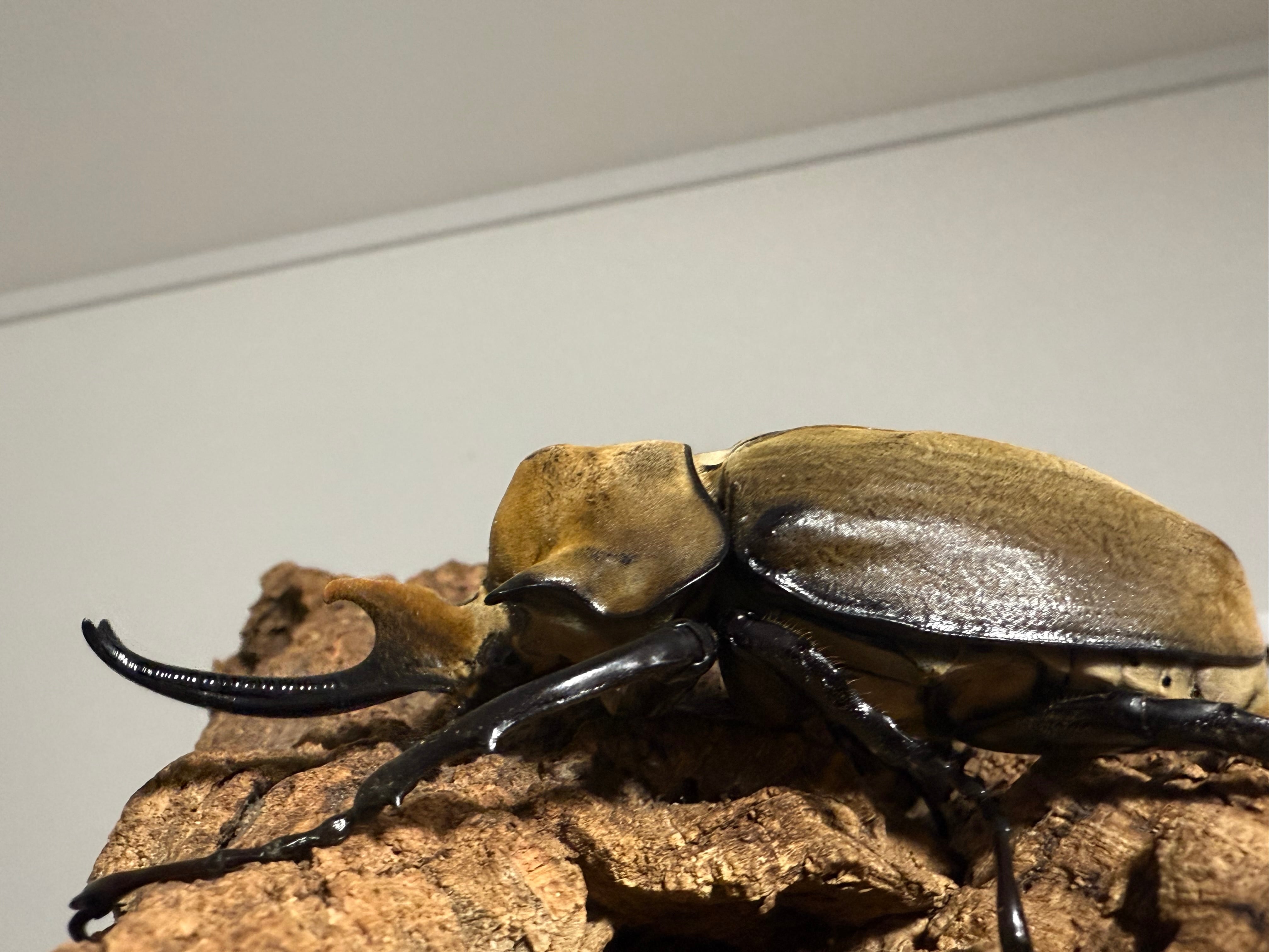 新成虫】エレファスゾウカブト 成虫ペア | dream insect