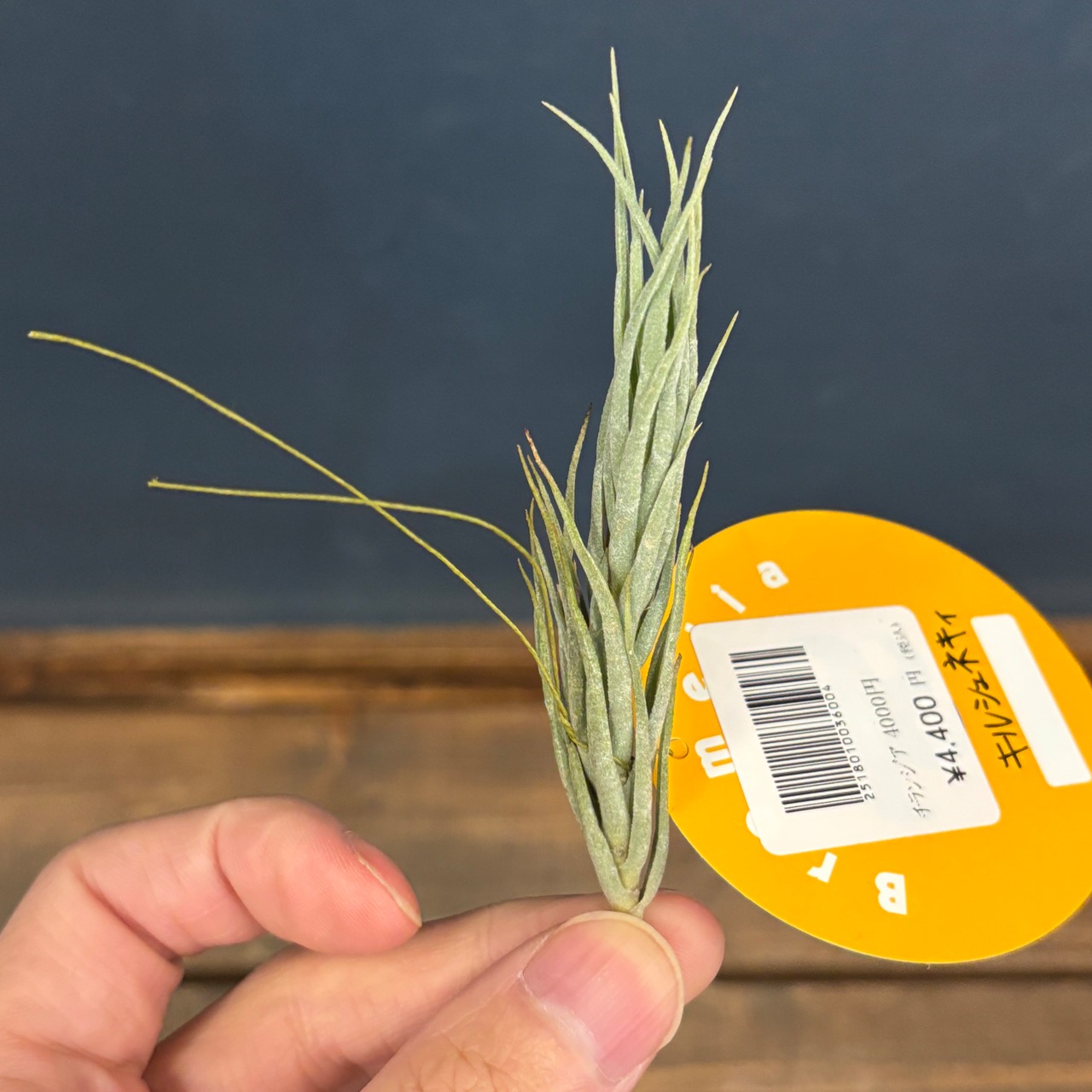 チランジア　キルシュネキー【123】