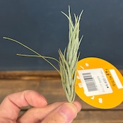 チランジア　キルシュネキー【123】