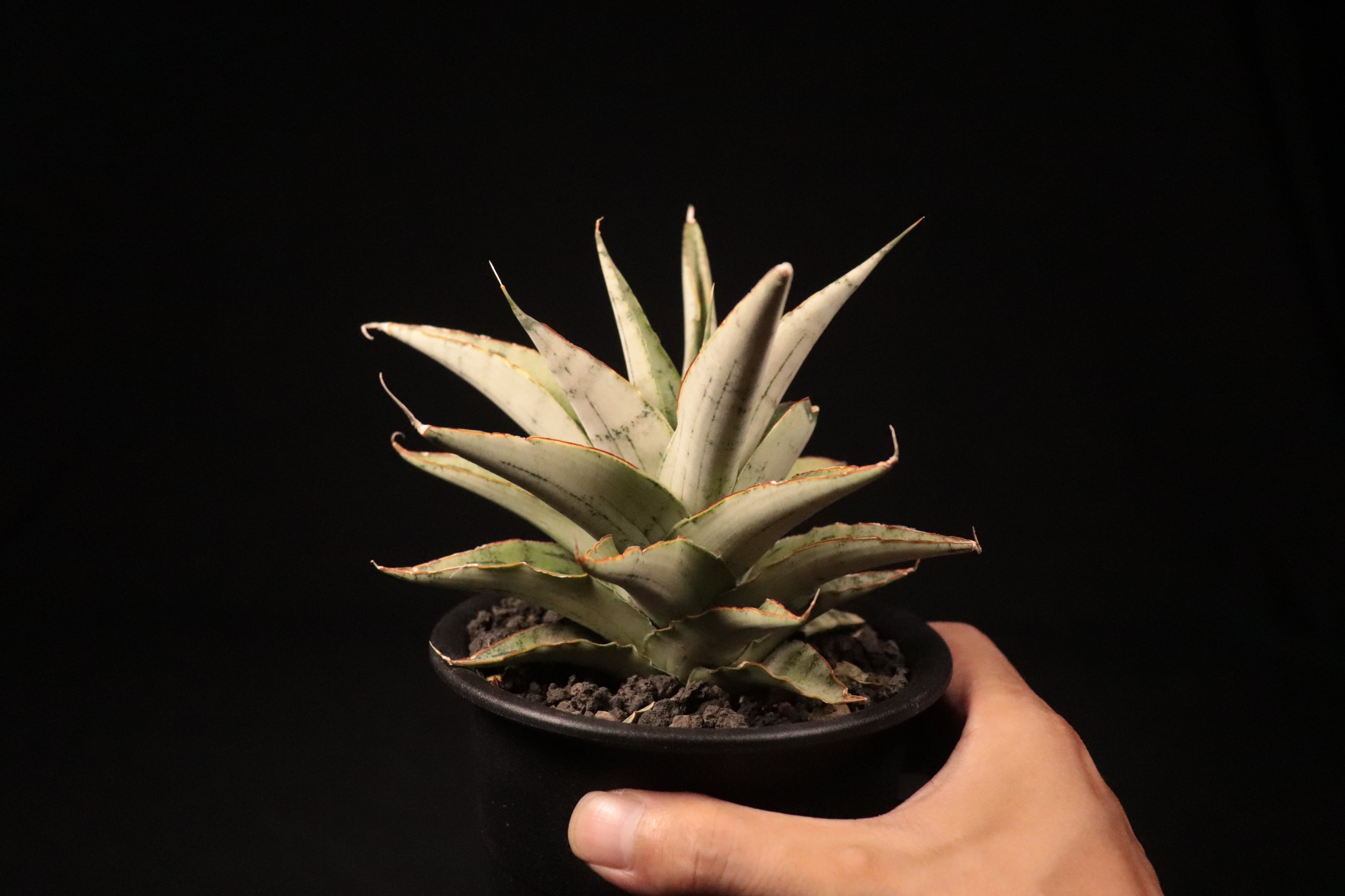 送料無料】Sansevieria 'Snow Flake'〔サンスベリア〕現品発送S0019