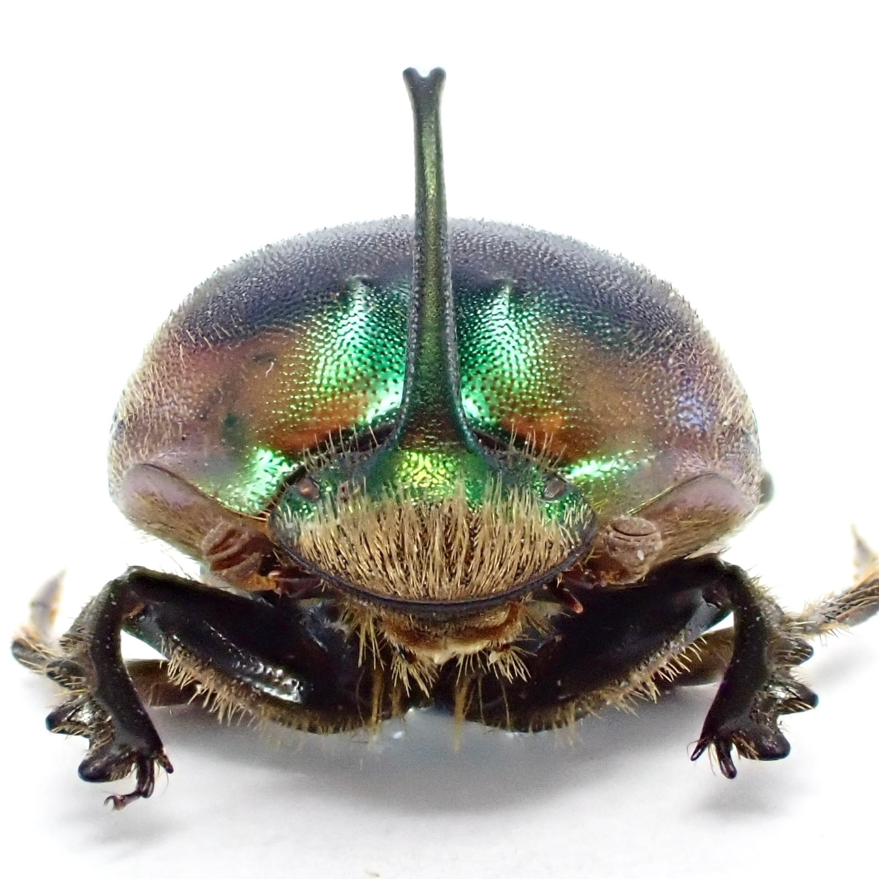 タンザニア産 Proagoderus loricatus ♂ 12mm | 昆虫標本 Diggers